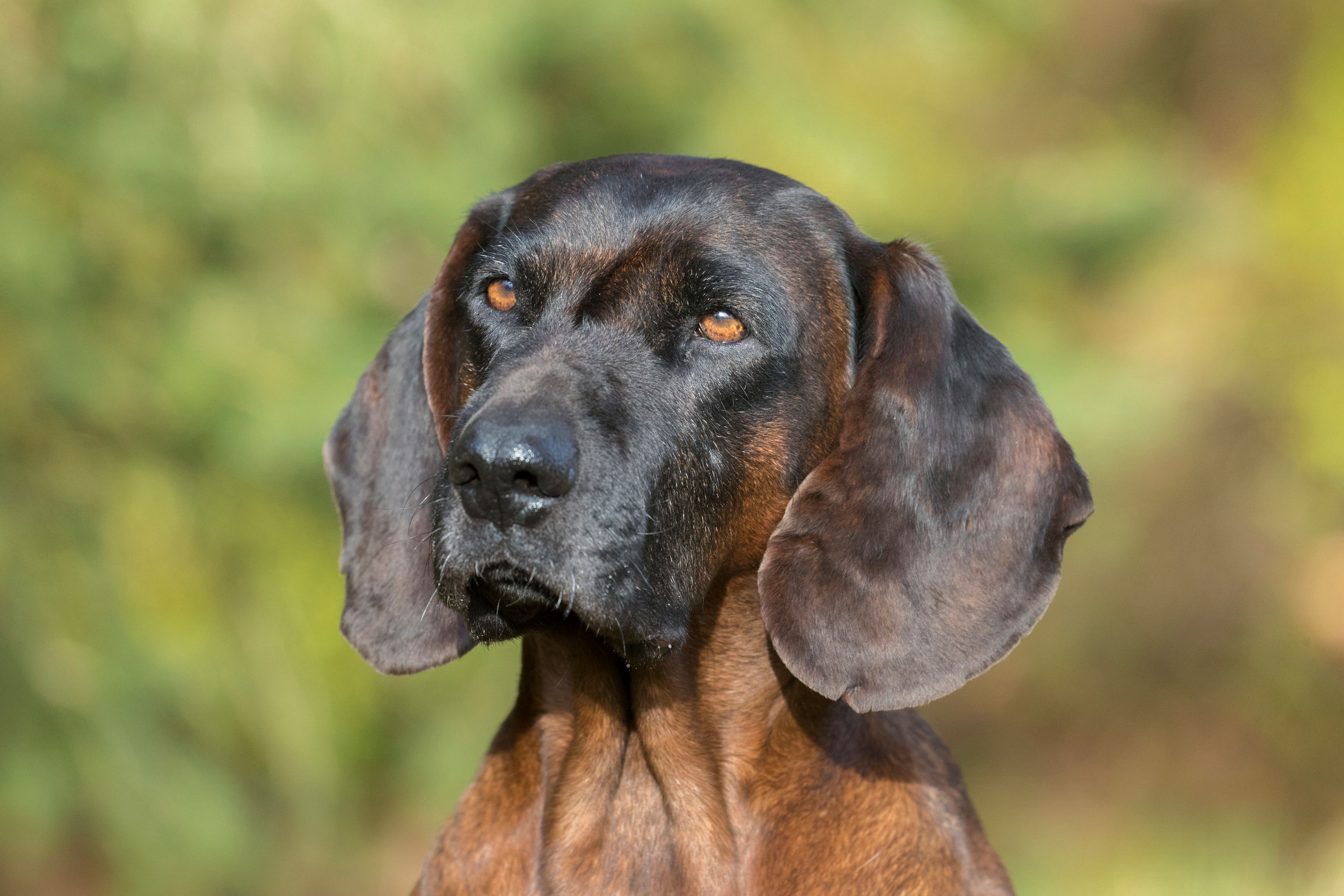 Der Hund (Symbolbild) ist wegen der Hitze im Auto verendet.