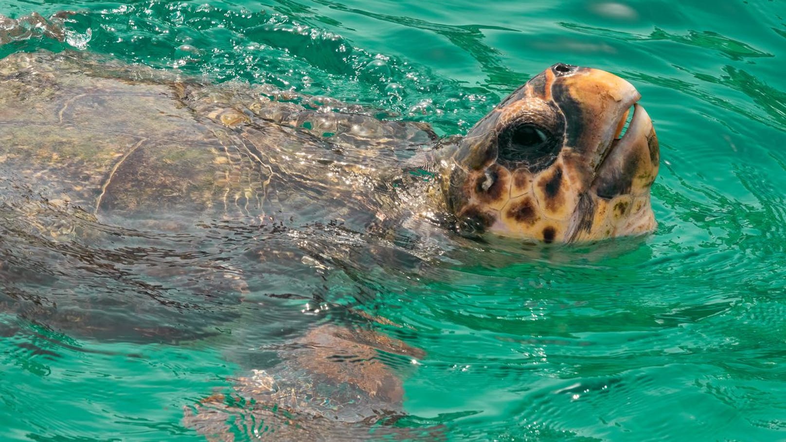 Meeresschildkröten sorgen in Griechenland für Aufregung