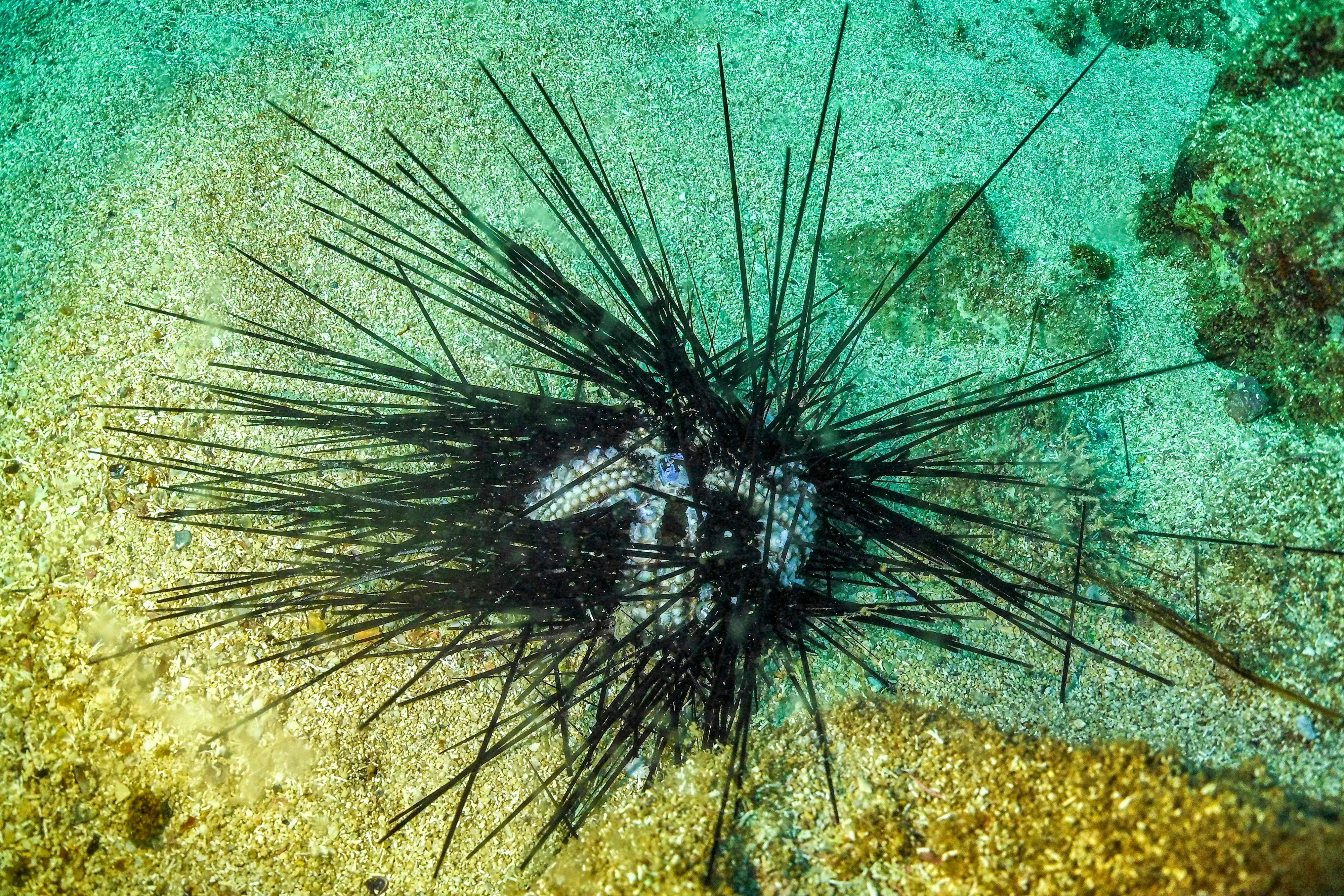 Die Parasiten lassen von den Seeigeln nur Skelette zurück.