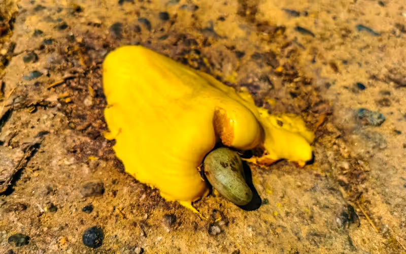 Die Cashew-Apfel-Frucht ist hochtoxisch, wenn sie noch unreif ist.