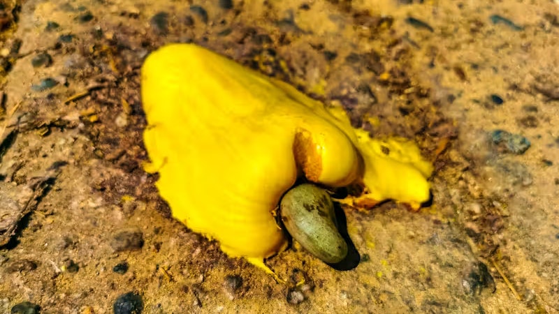 Die Cashew-Apfel-Frucht ist hochtoxisch, wenn sie noch unreif ist.