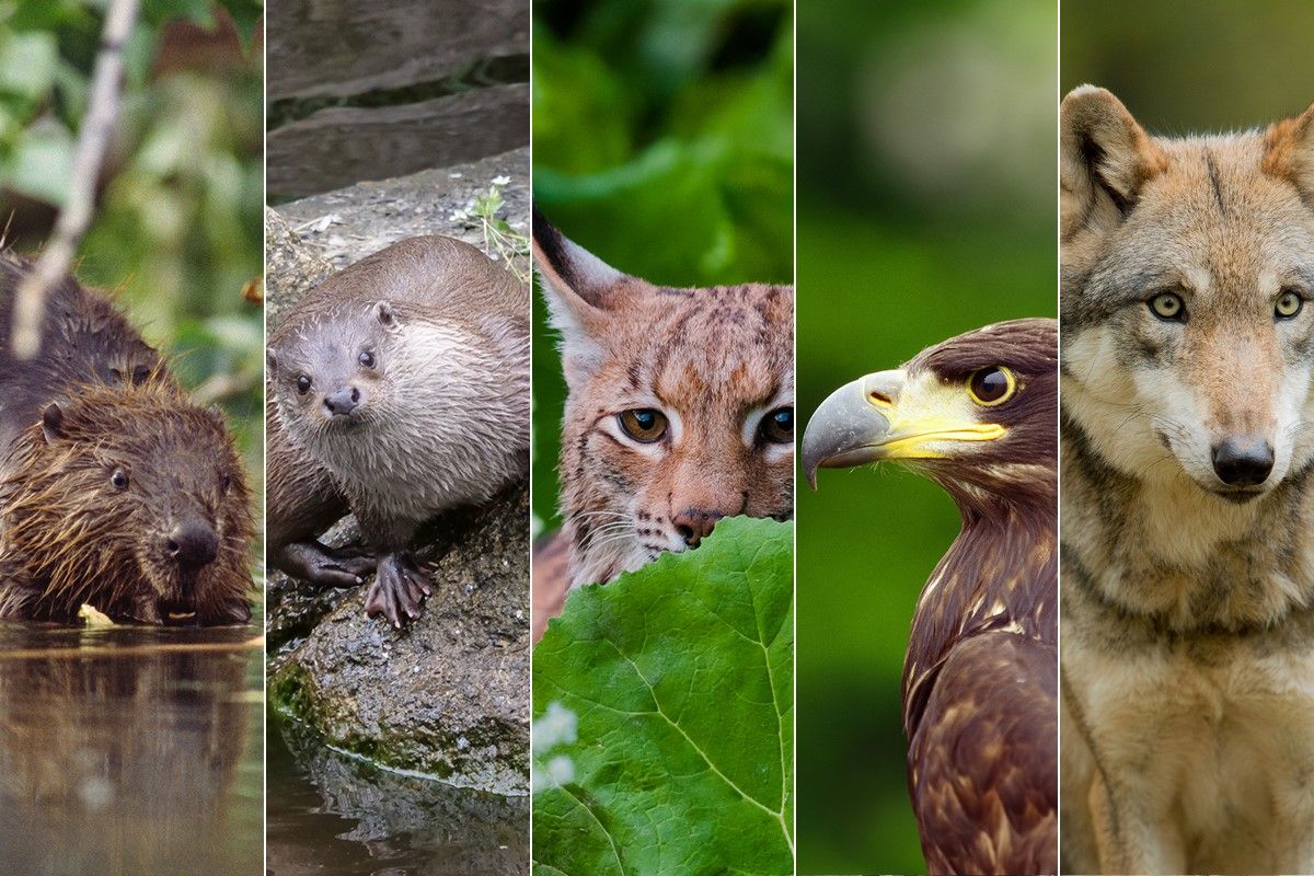 Die österreichischen Bundesländer tun viel zu wenig für den Schutz von Biber, Fischotter, Luchs, Seeadler und Wolf, kritisierte der WWF Österreich.