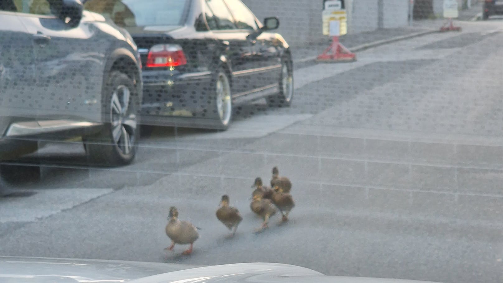 Watschelnde Entenfamilie legt Wiener Verkehr lahm