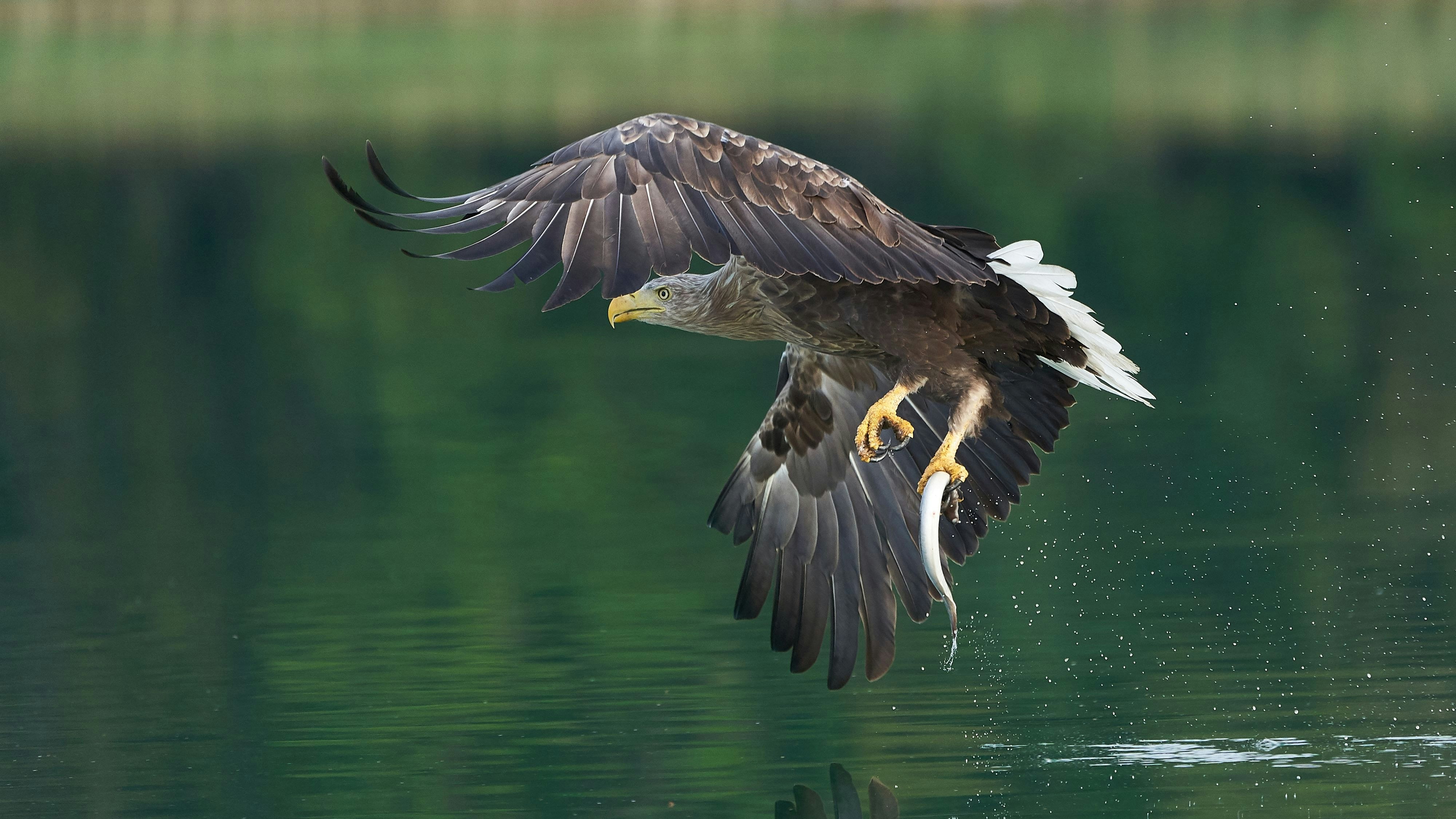 Am besten in Österreich geschützt ist der Seeadler.