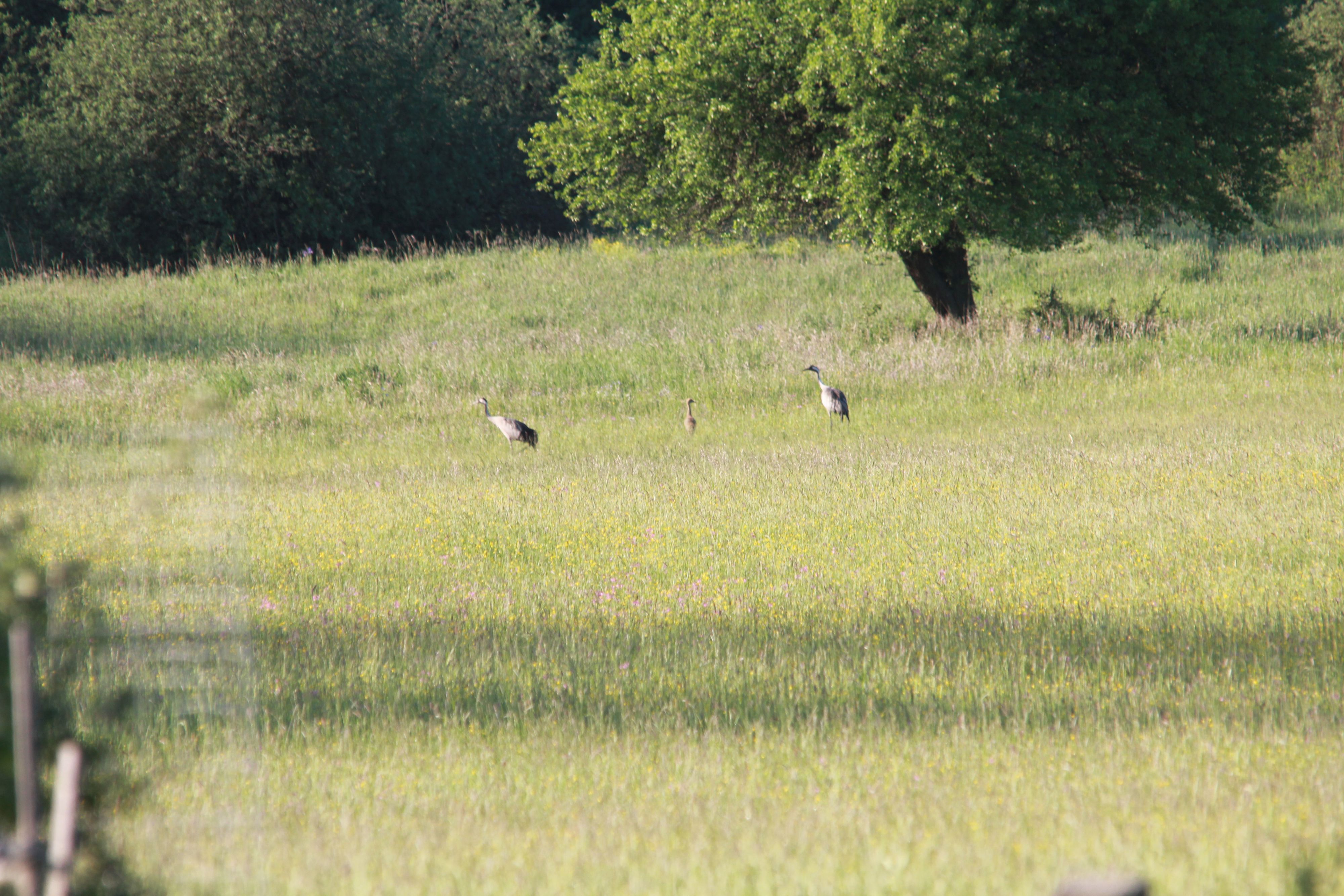Das Kranich-Junge marschiert schon fleißig zwischen seinen Elterntieren.