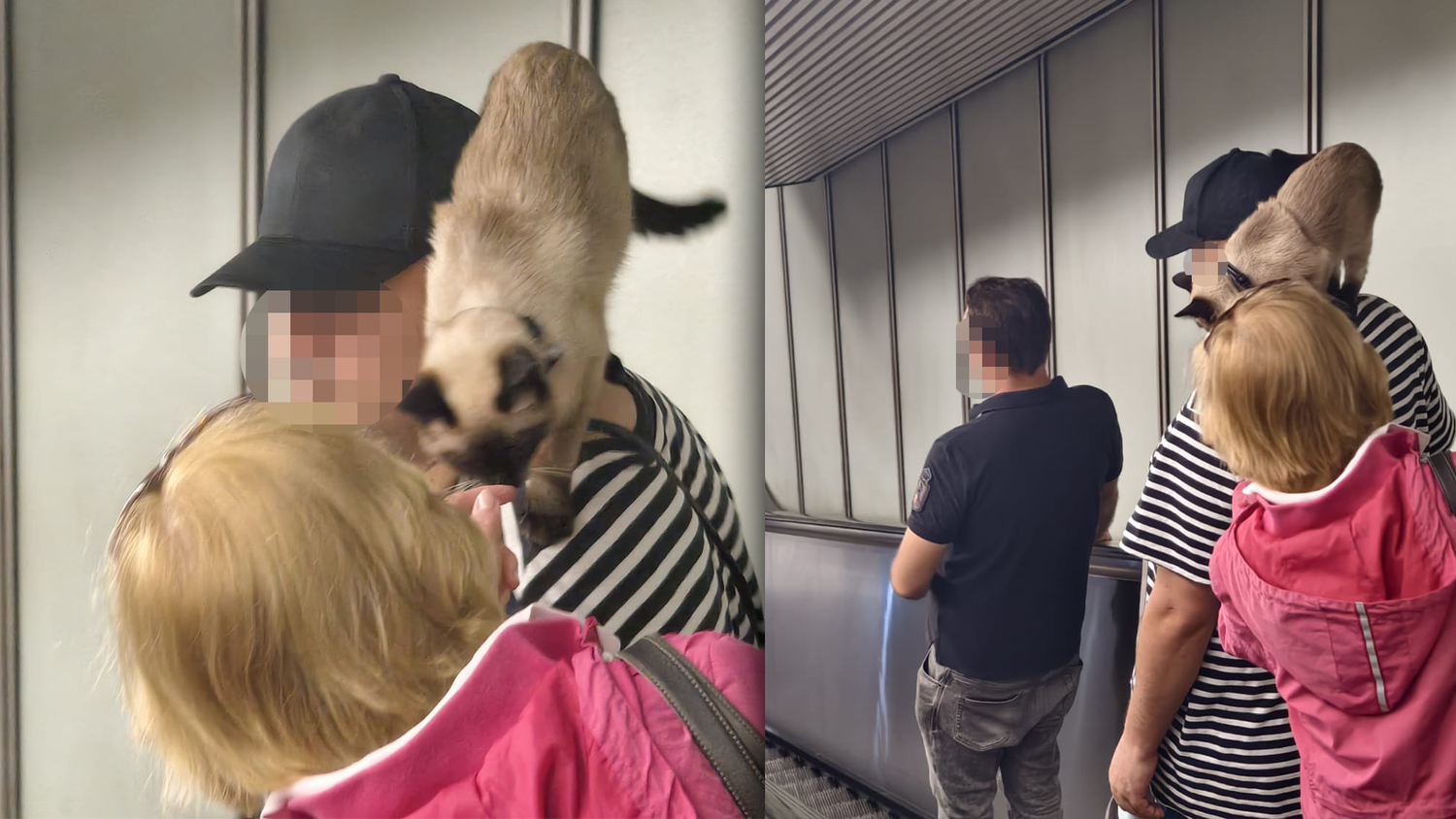 Ein Wiener nahm seine Hauskatze mit in die U-Bahn. Die Fahrgäste sind begeistert.