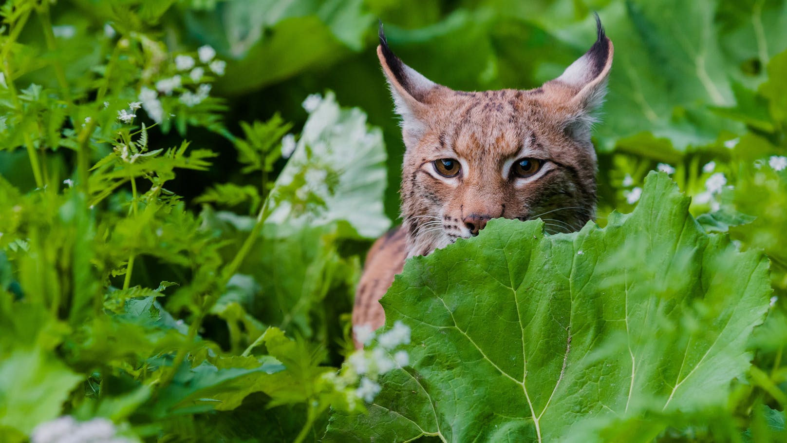 Der WWF fordert für Luchs &amp; Co. die Einhaltung europäischen Naturschutzrechts.