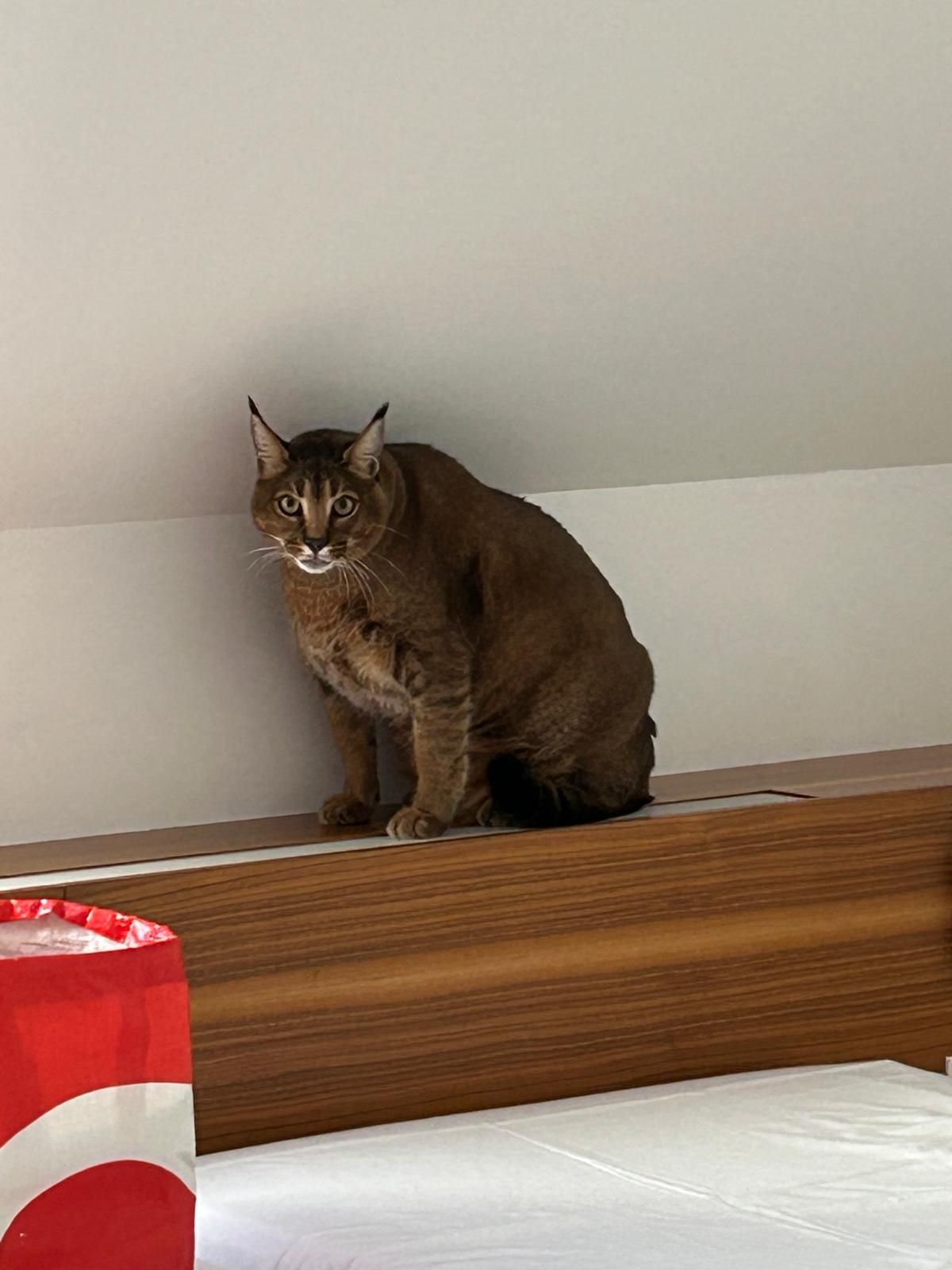 Die Hybridkatze wurde überfüttert in einem Hotelzimmer gefunden.