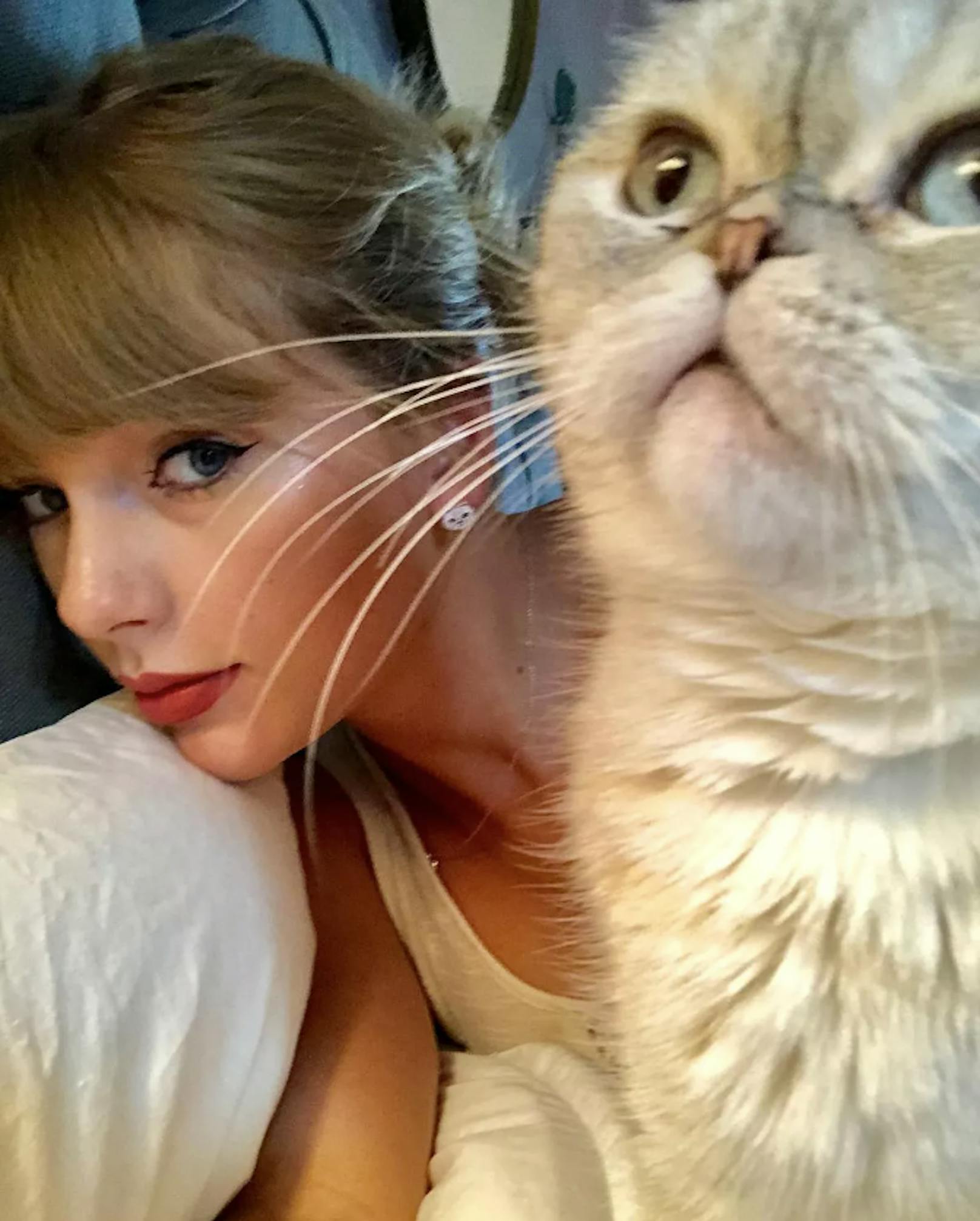 Taylor Swift ist eine stolze Katzen-Mama von drei Katzen: Benjamin Button, Olivia Benson und Meredith Grey.