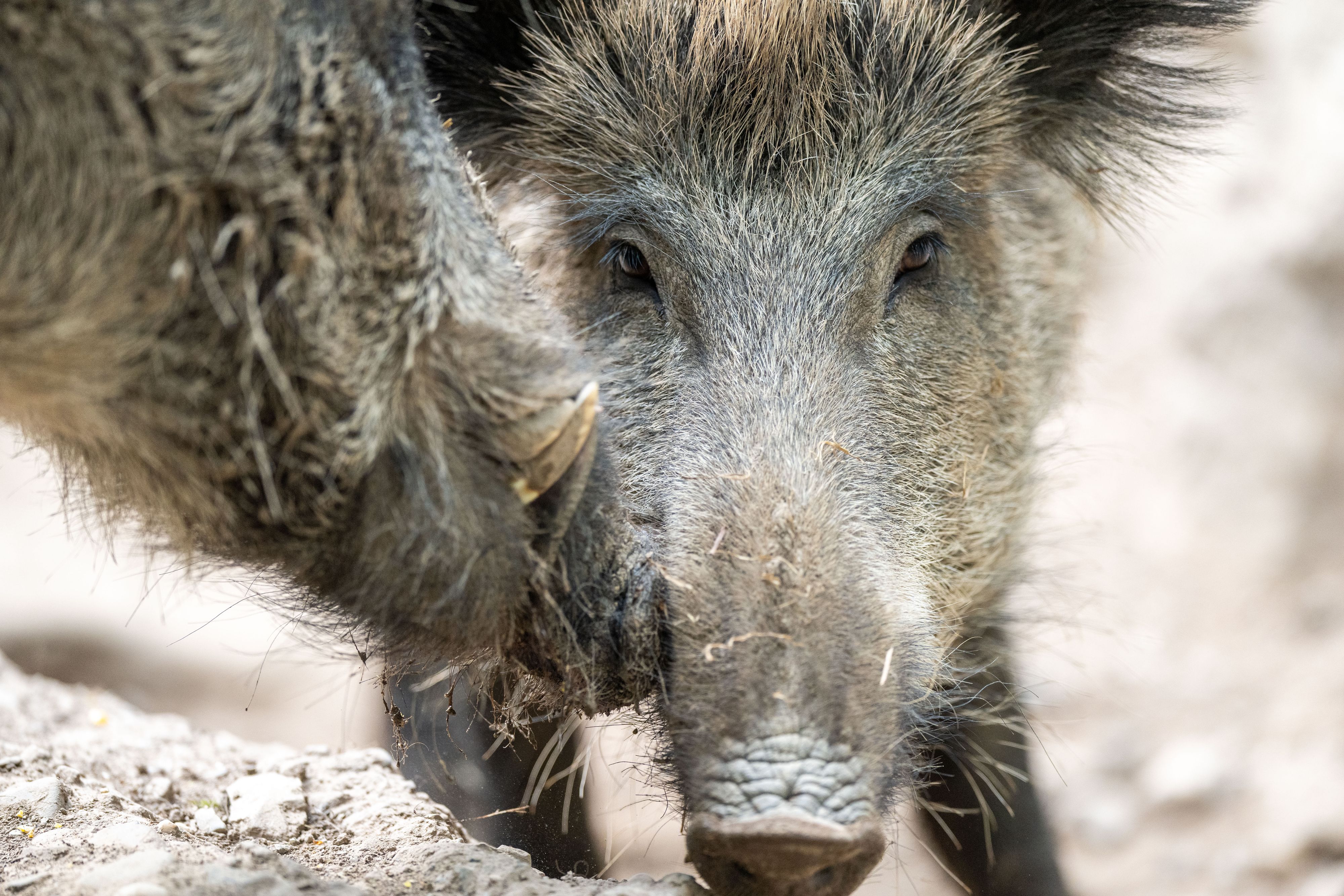 Wildschweine drängen immer häufiger auf die Lungauer Almen vor.