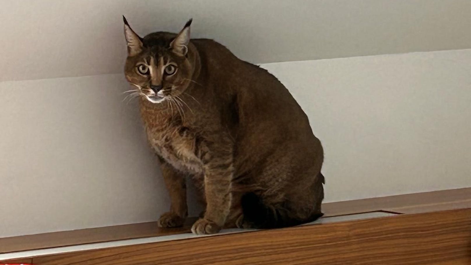 Die Hybridkatze wurde in einem Hotelzimmer gehalten und überfüttert.