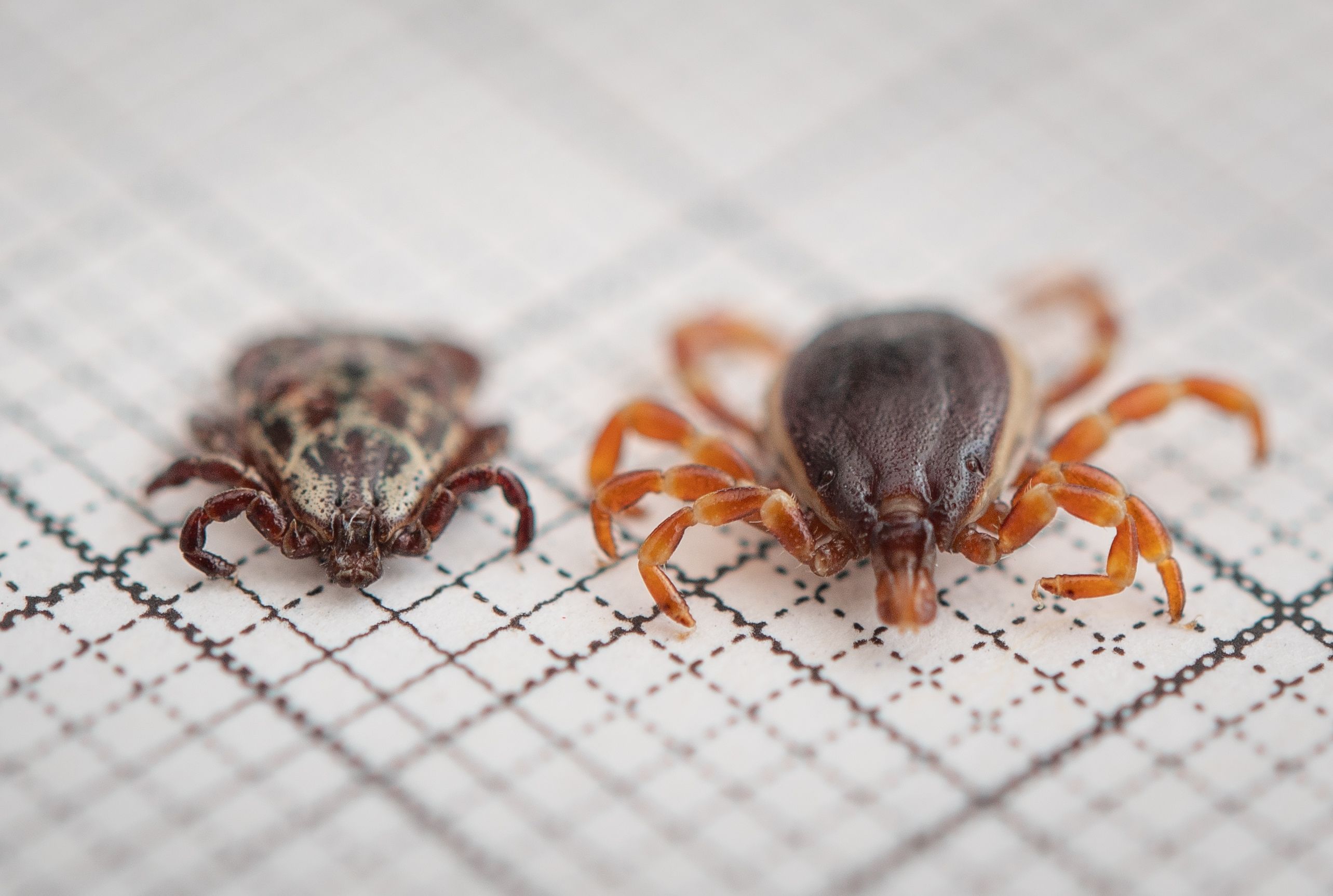 Eine männliche Hyalomma-Riesenzecke (rechts) im Vergleich zu einer Auwaldzecke der Gattung Buntzecke.