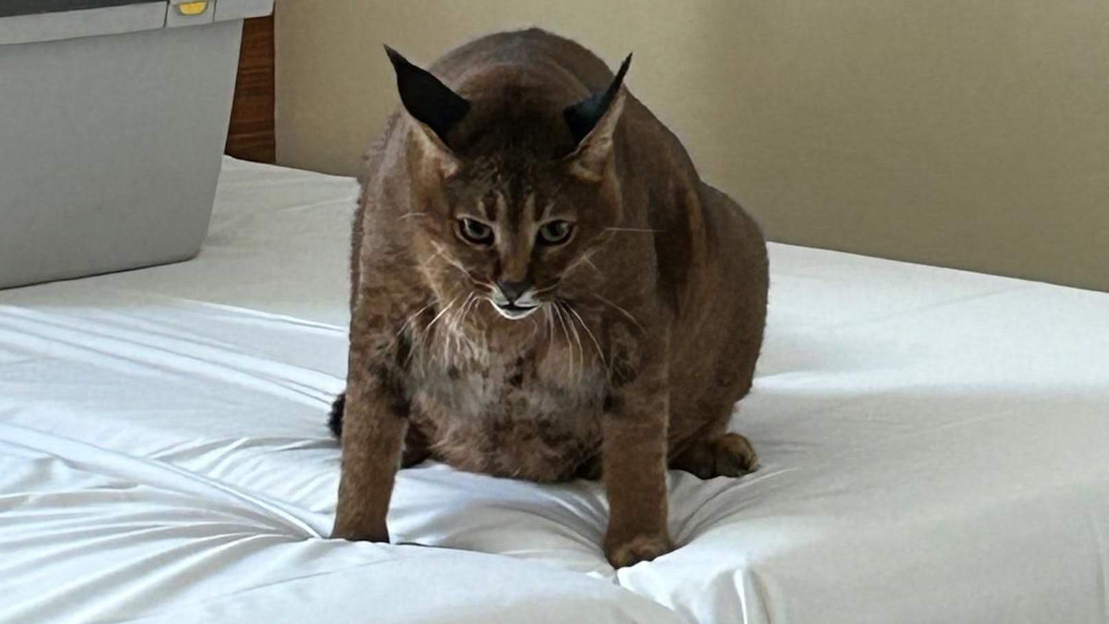 Die Hybridkatze wurde in einem Hotelzimmer gehalten und überfüttert.