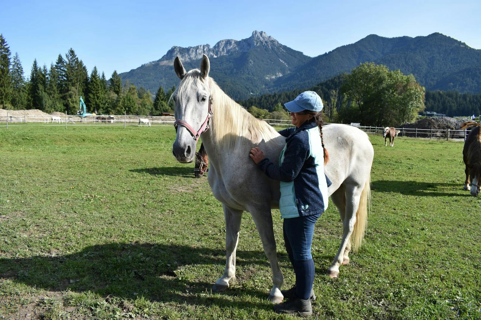 Jetzt hat Capriola ein neues Zuhause gefunden. Die 15-jährige Stute lebt nun bei Carina Lechner in einem großzügigen Offenstall in Oberbayern. In der großen, gemischten Herde hat die <a data-li-document-ref="14017988" href="https://www.heute.at/s/unbekannter-tierqualer-stach-auf-lipizzaner-ein-14017988">Lipizzanerstute</a> bereits Anschluss und Freundschaften gefunden.