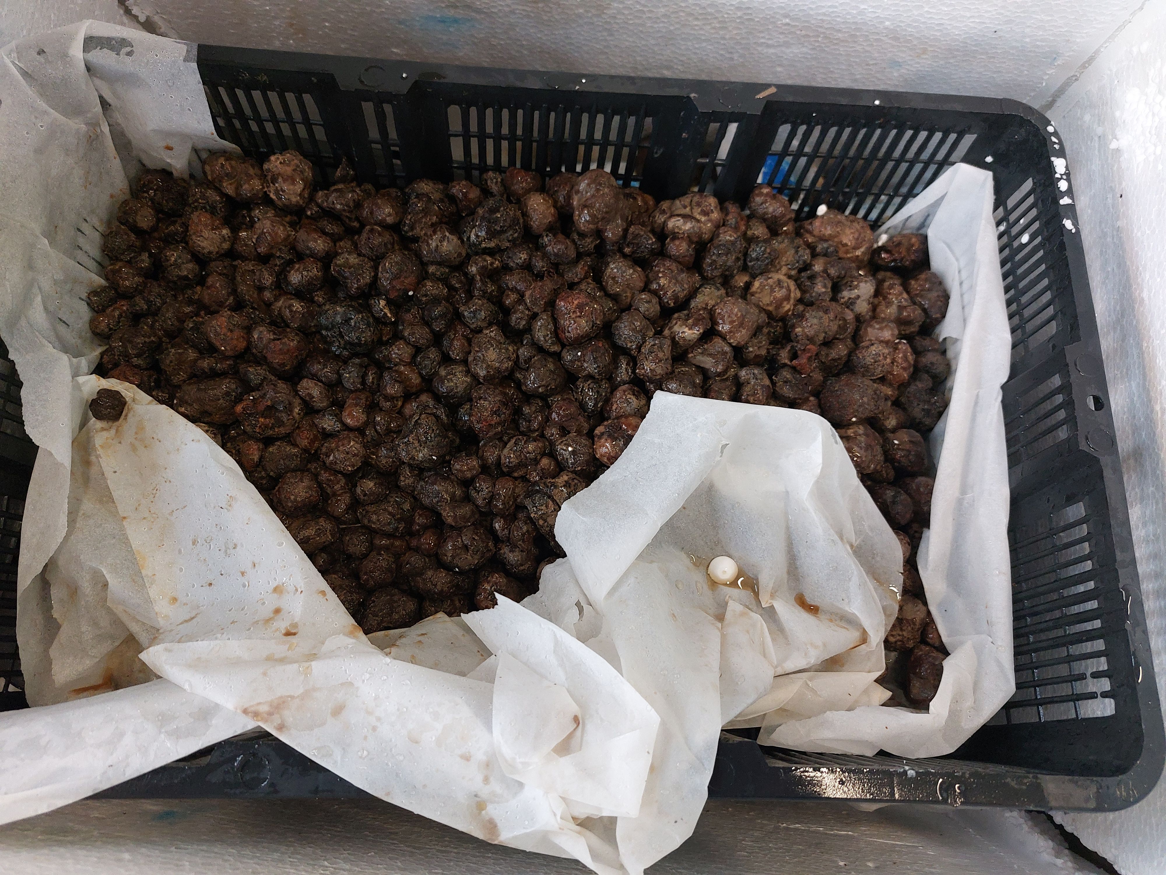 Am Flughafen Wien entdeckte der Zoll 52 Kilogramm Trüffel. 