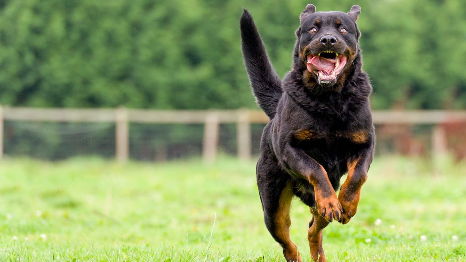 Rottweiler tötet Oma – Freispruch für junge Frau