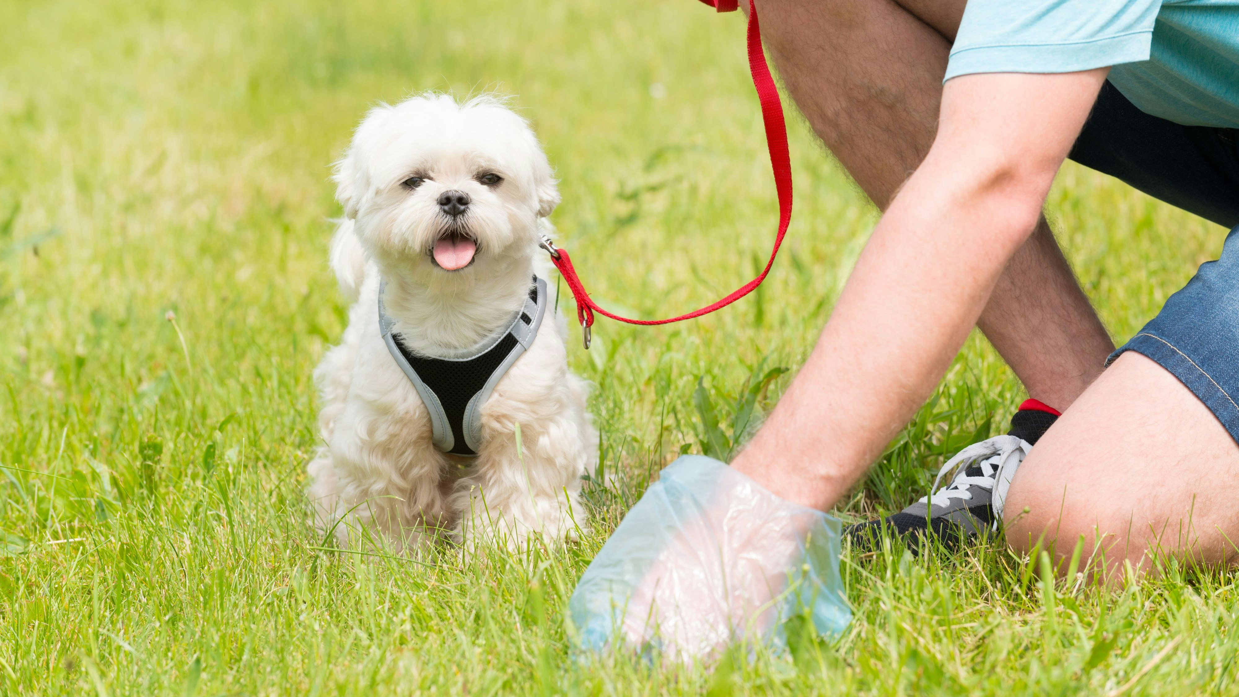 Bei Hundekot sehen Gemeindebau-Bewohner rot.