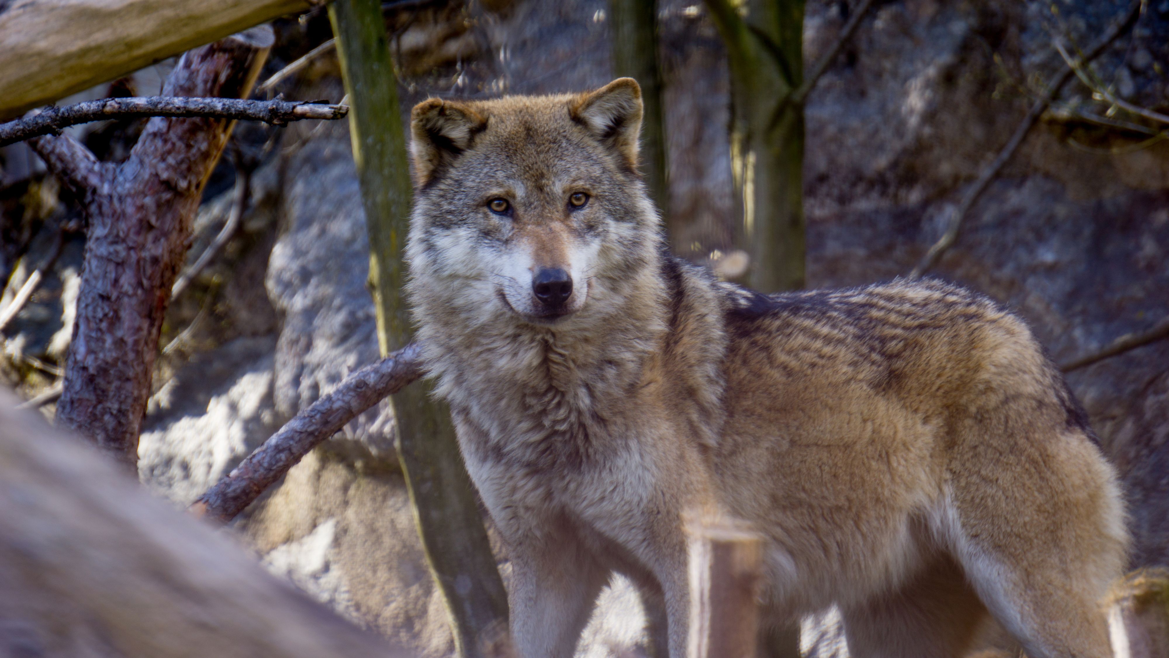 Wölfe gelten als streng geschützt - eine Maßnahmengebietsverordnung würde einen Abschuss ermöglichen. (Symbolbild)