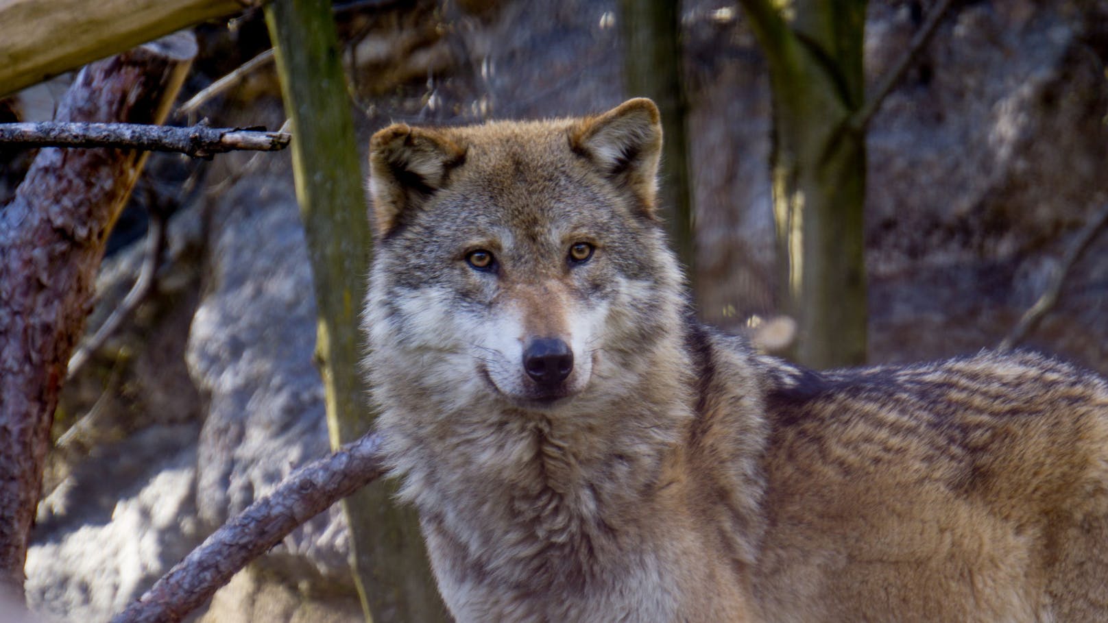 Wolf tötet mindestens 9 Schafe - Land plant Abschuss