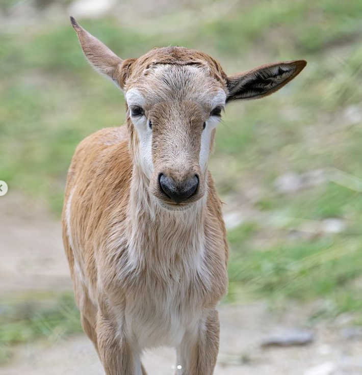 Der Blessbock-Nachwuchs ist an der Seite seiner Mutter bereits in der Außenanlage unterwegs.