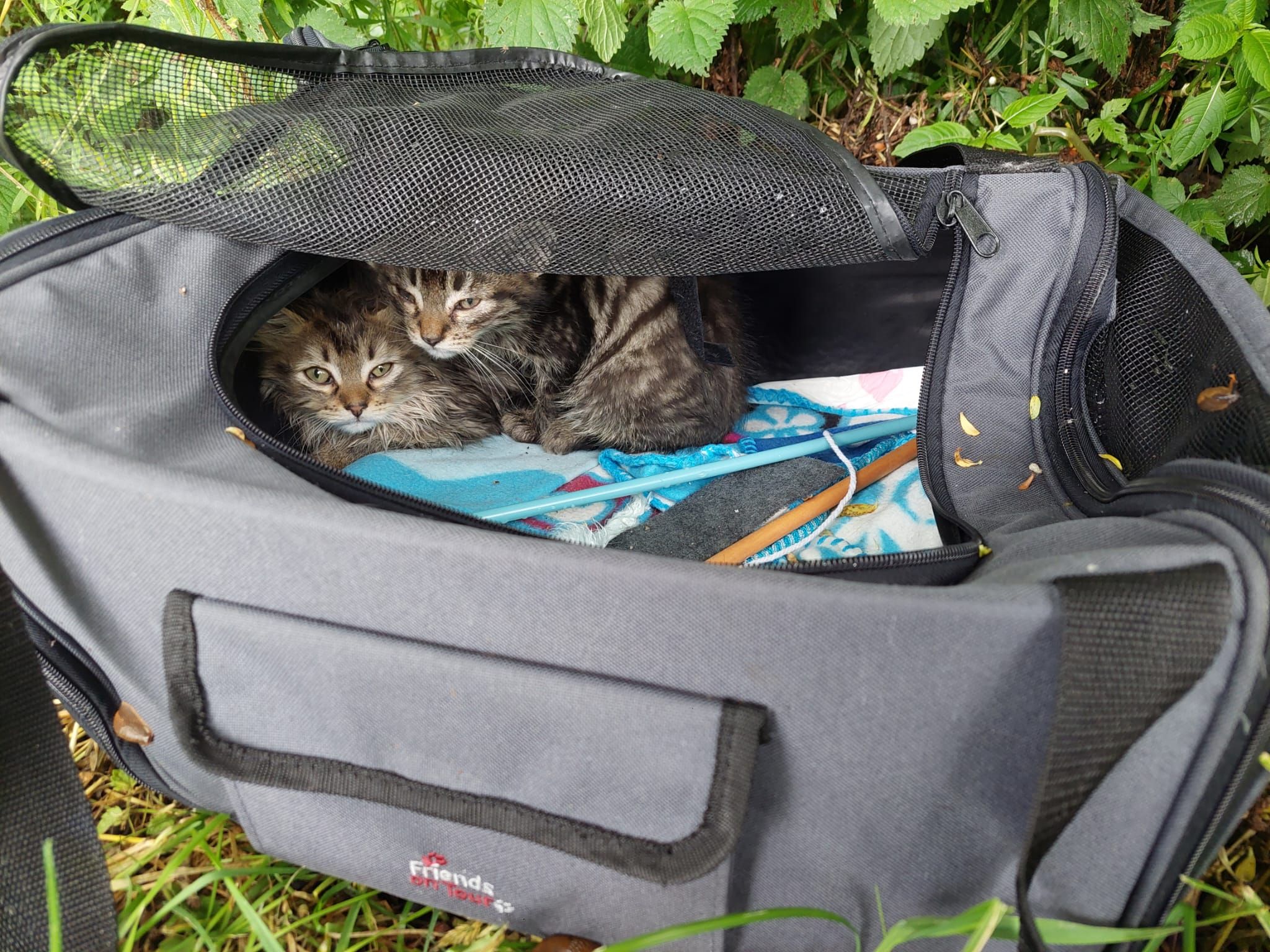 Die beiden Kätzchen waren in einer grauen Tasche ausgesetzt worden.
