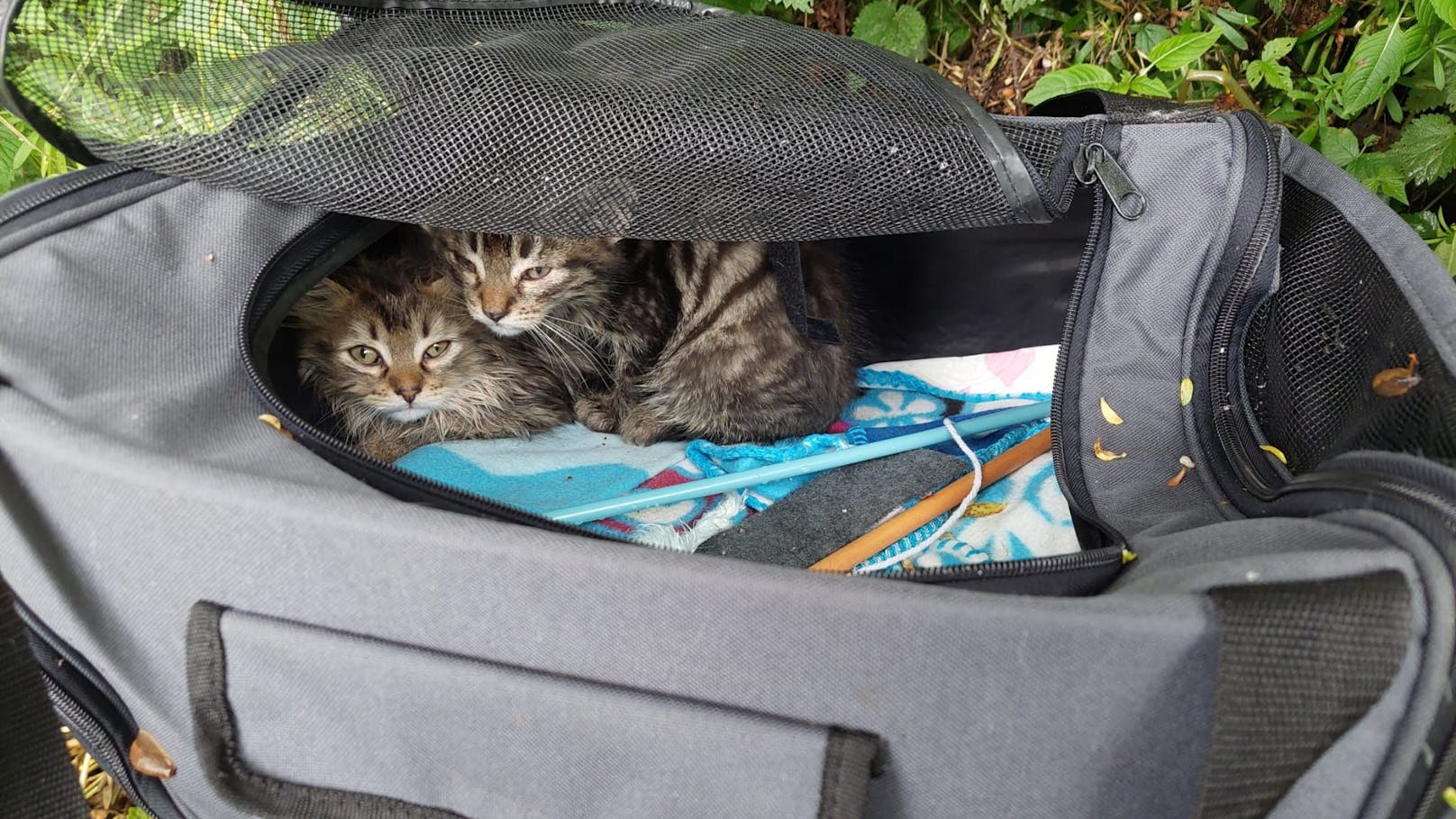 "Durchnässt, zitterten" – Katzenbabys im Regen ausgesetzt