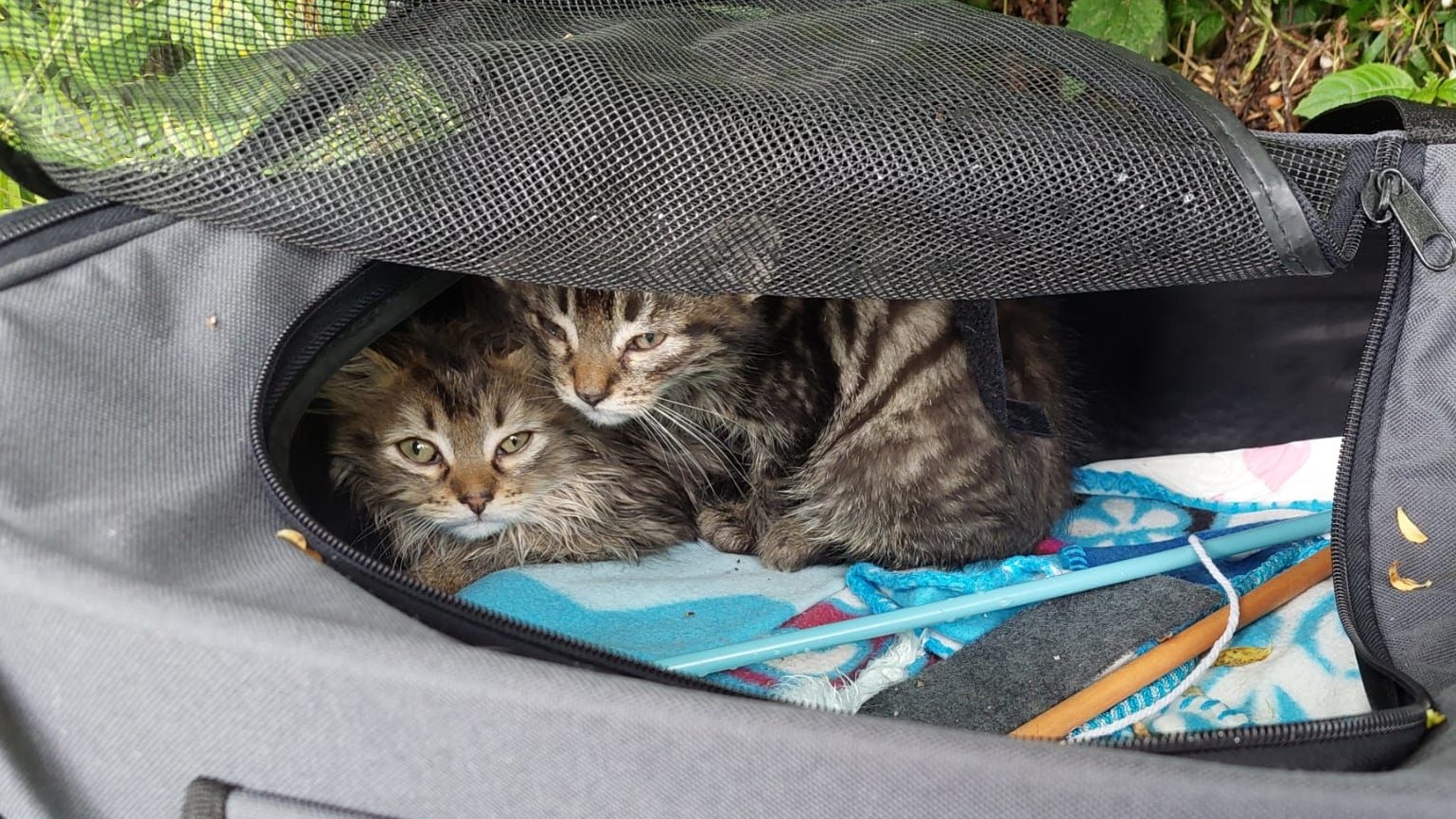 Die beiden Kätzchen waren in einer grauen Tasche ausgesetzt worden.