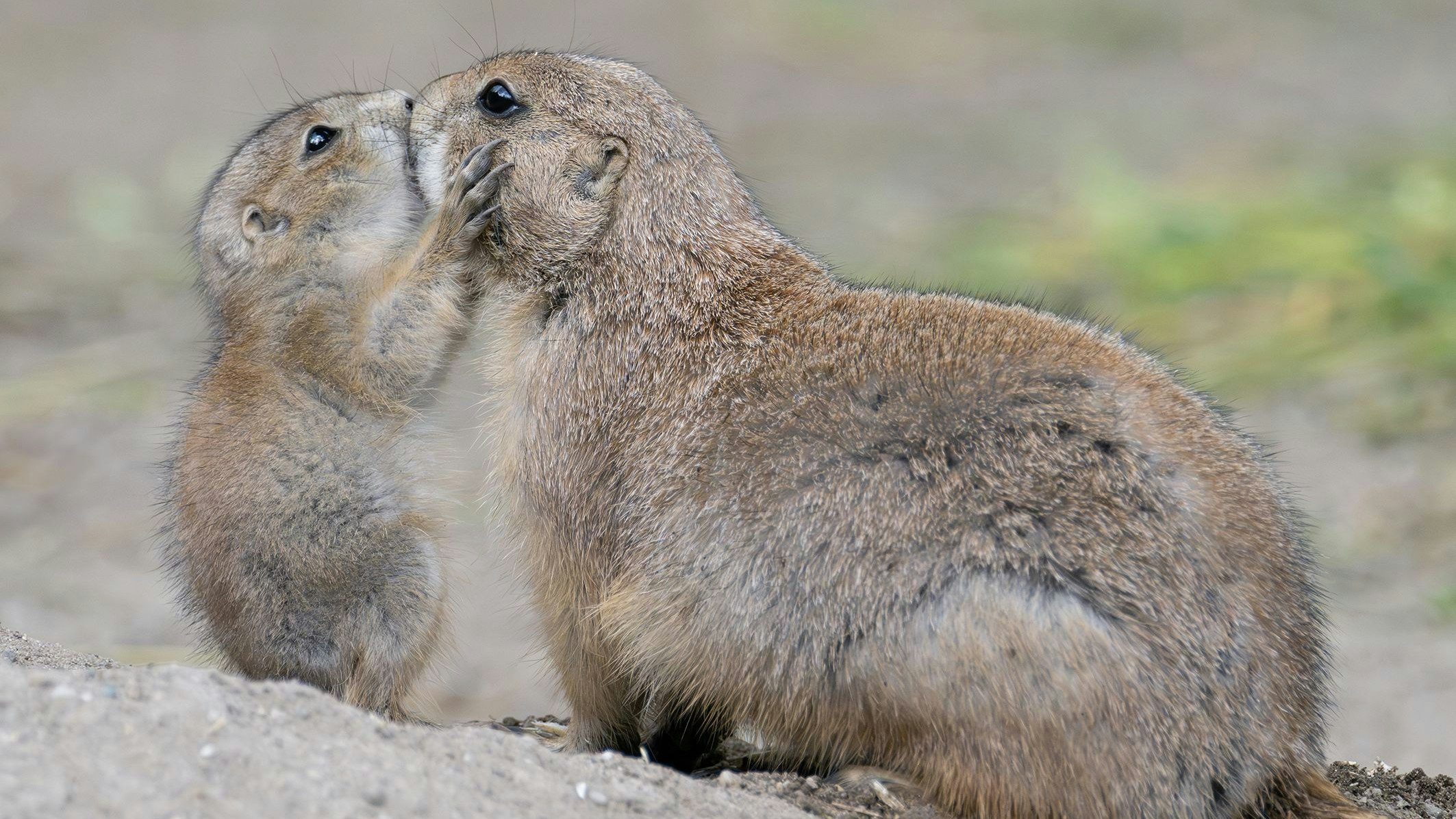 Heute.at - Wuff? Bellender Nachwuchs im Tiergarten Schönbrunn