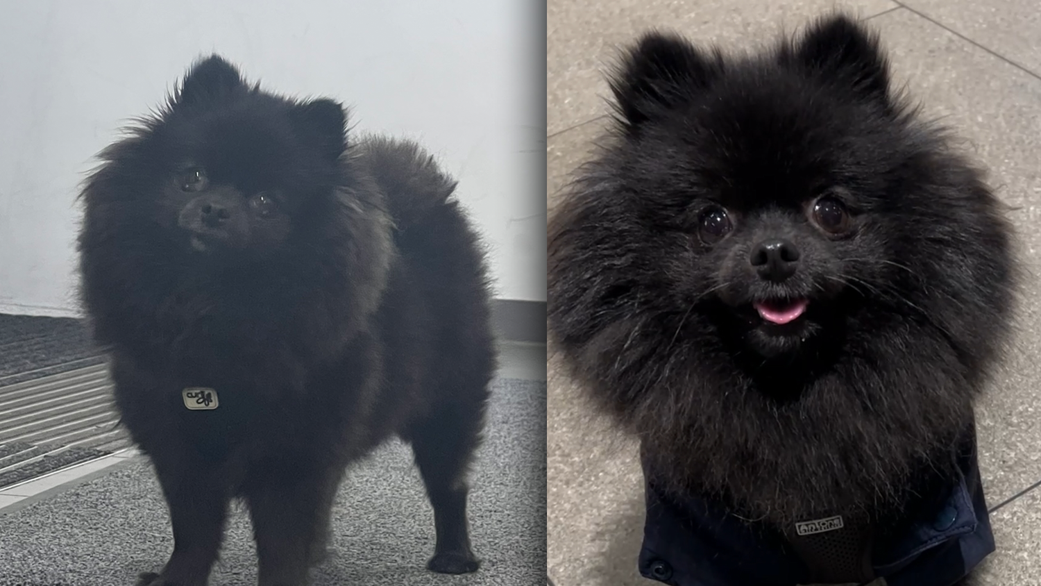 Der Hund einer Wienerin ist spurlos verschwunden. Die Hundemama hat einen schlimmen Verdacht.