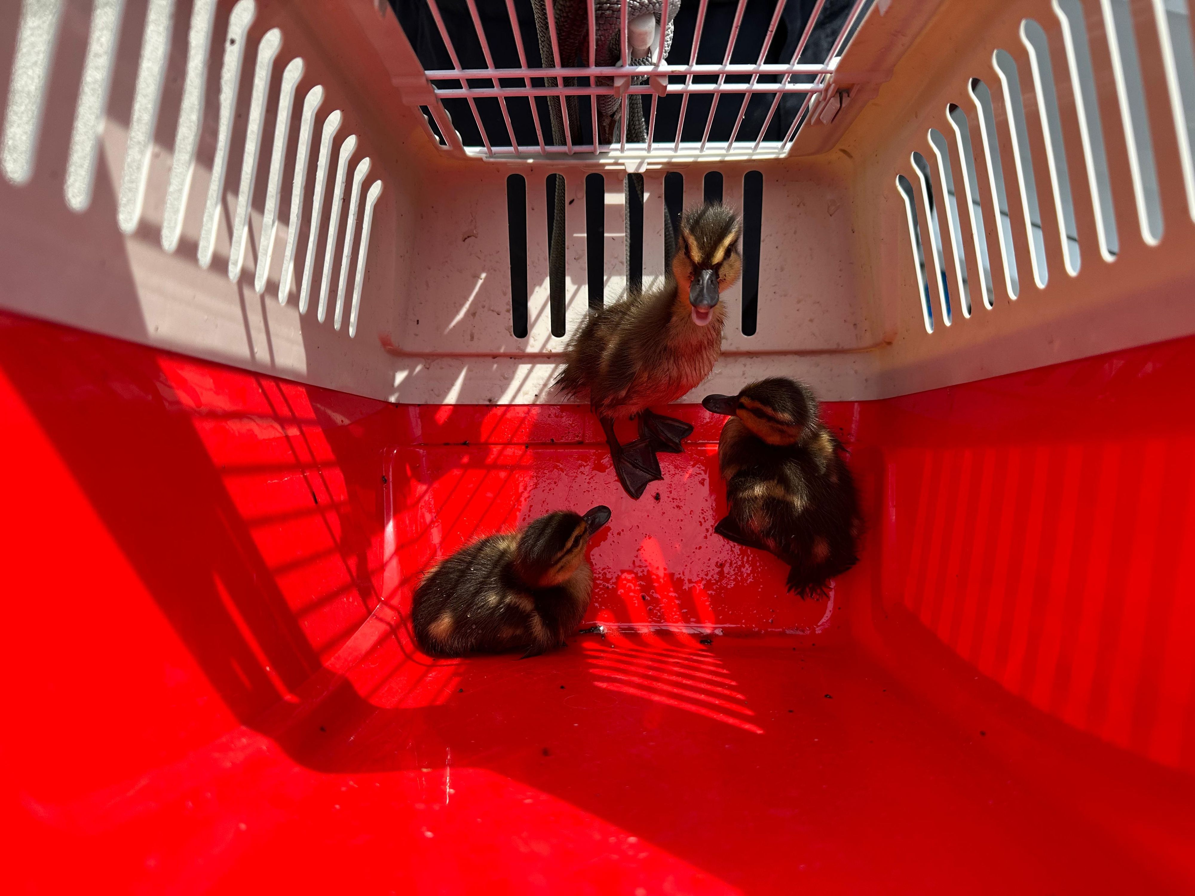 Die Küken konnten am Ende geborgen werden.