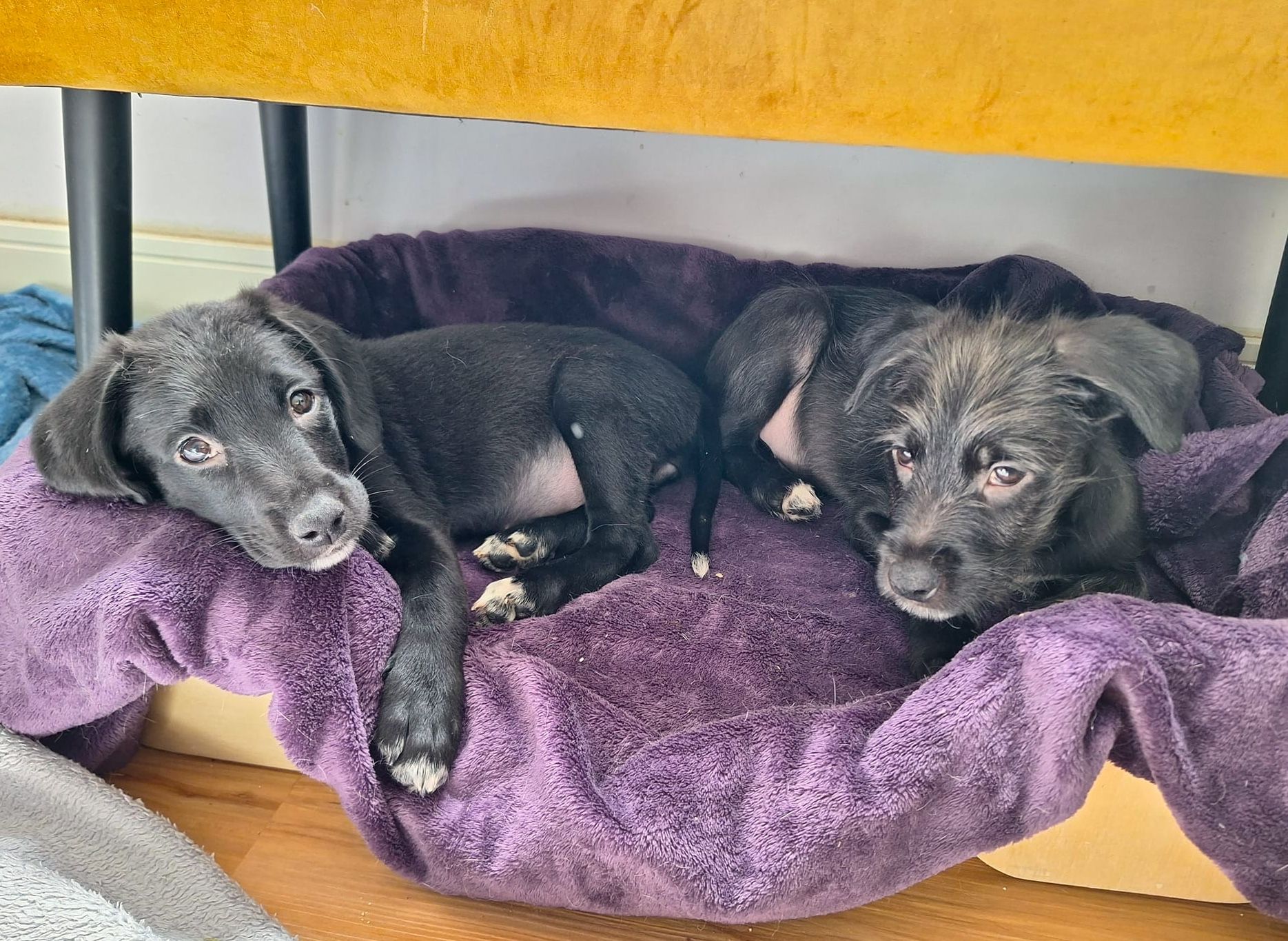 Die Welpen freuen sich nun auf ein sicheres Leben, zuerst bei Pflege-, später dann bei richtigen Familien.