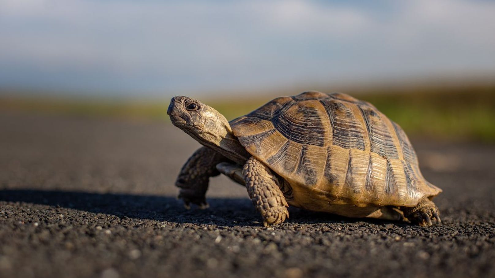 Diese Schildkröte überlebt das Unmögliche
