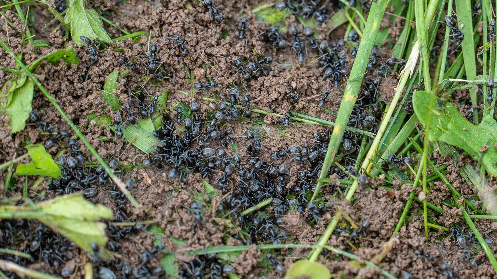  Im Stadtteil Marlen und Neumühl breiten sich die flinken Insekten rasend aus.