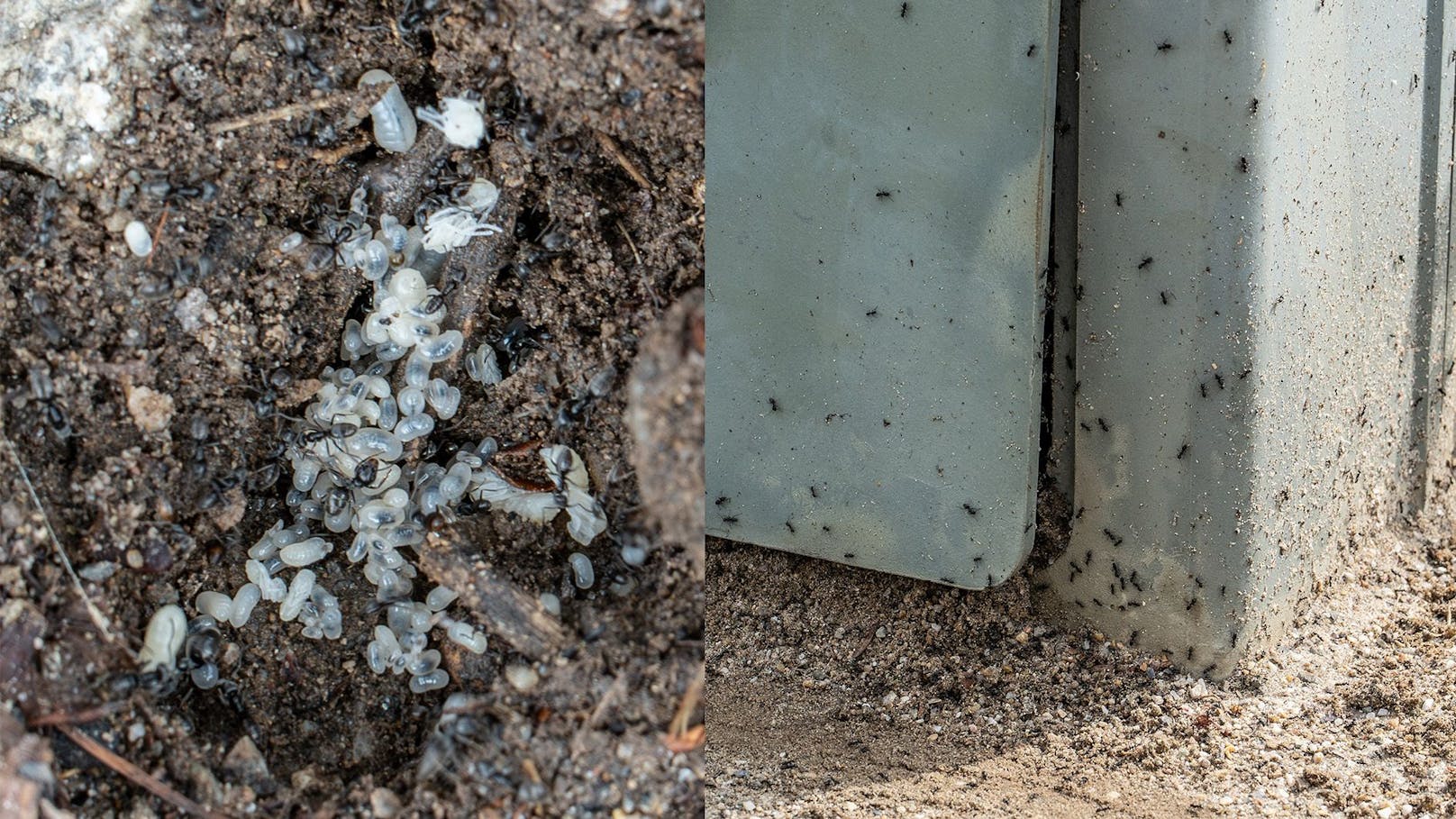 Ameisenplage lässt Strom und Internet ausfallen