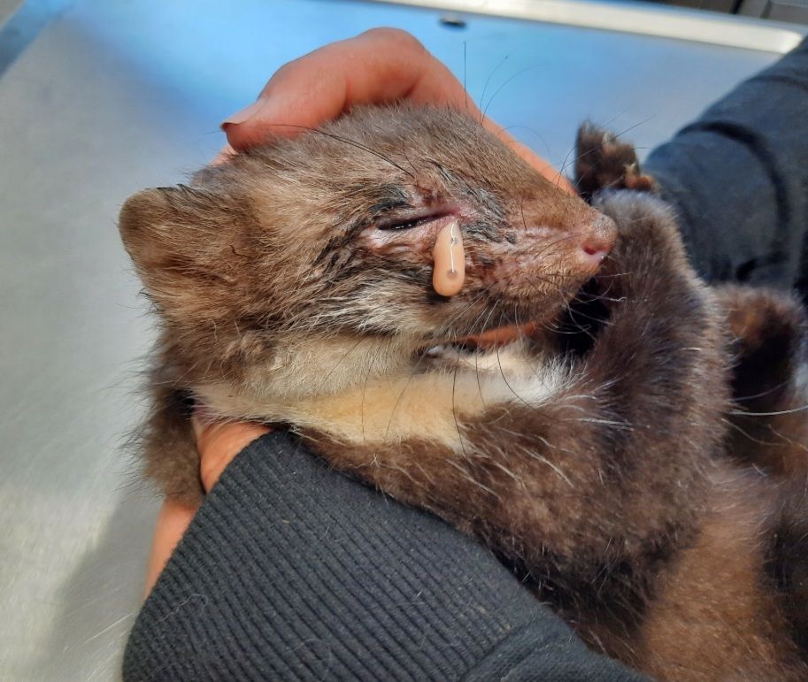 Dieser kleine Marder hatte Glück im Unglück.