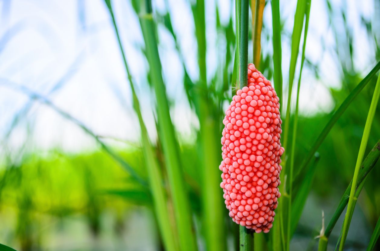 Die Eier der Apfelschnecke sind kaum zu übersehen.