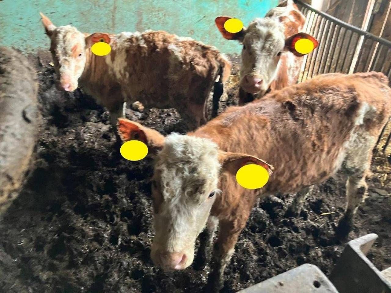 Kein Futter, Tiere verletzt: In einer Landwirtschaft im Bezirk Vöcklabruck herrschten desaströse Zustände.