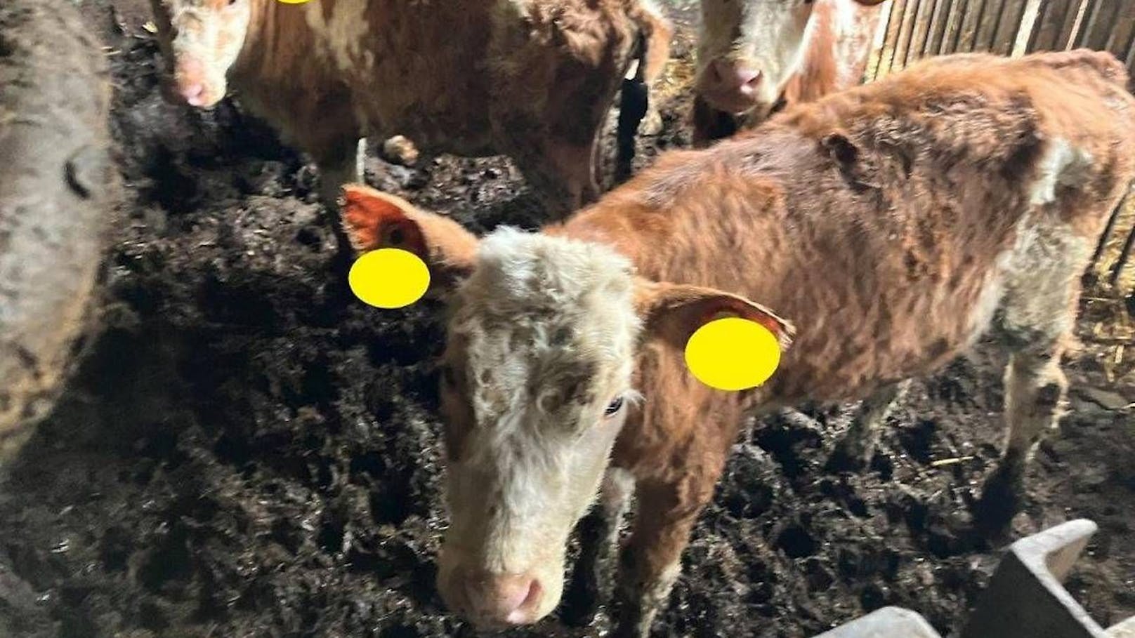 Kot, verletzt: 94 Rinder nach Tierquälerei geschlachtet