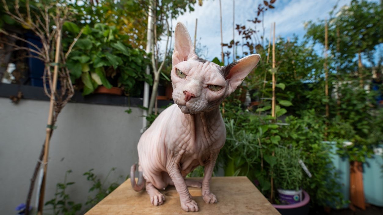 Nacktkatze, Sphynxkatze