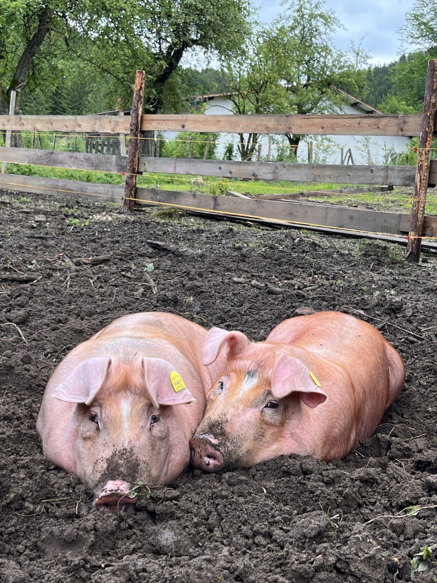 Der Eber Konrad (links) ist ausgebüchst. Sein Freund Heimo wartet zuhause auf ihn