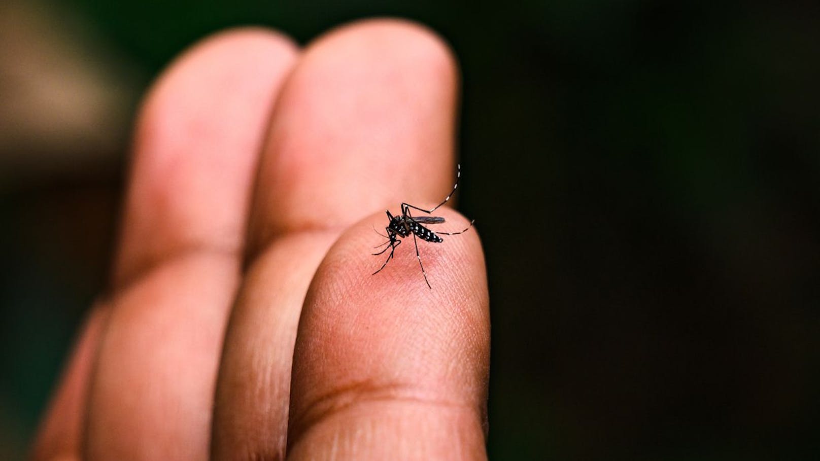 "Einzigartig" – Erster Tigermücken-Fund schon im Mai