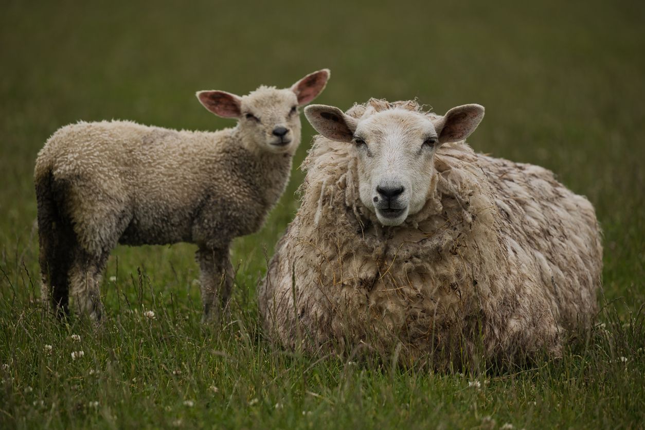 Schafherden sind in der Regel völlig auf sich alleine gestellt.