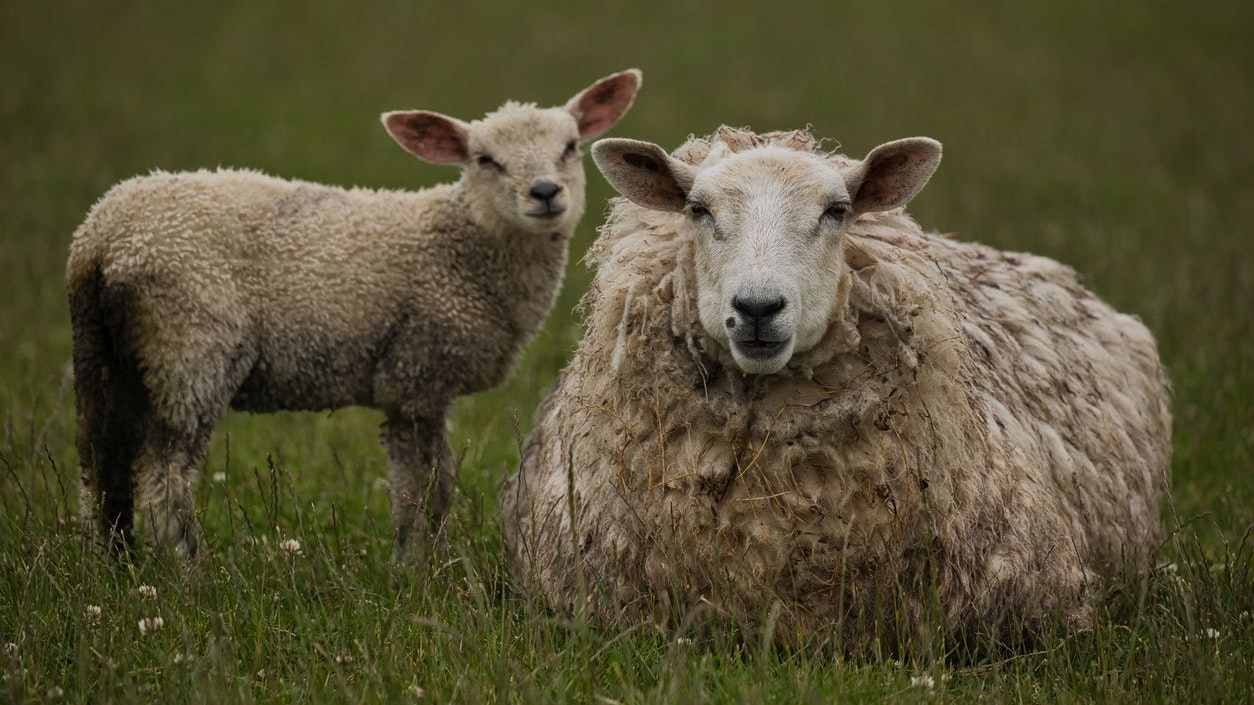 Heute.at - Schluss mit ungeschützten Tieren auf der Alm