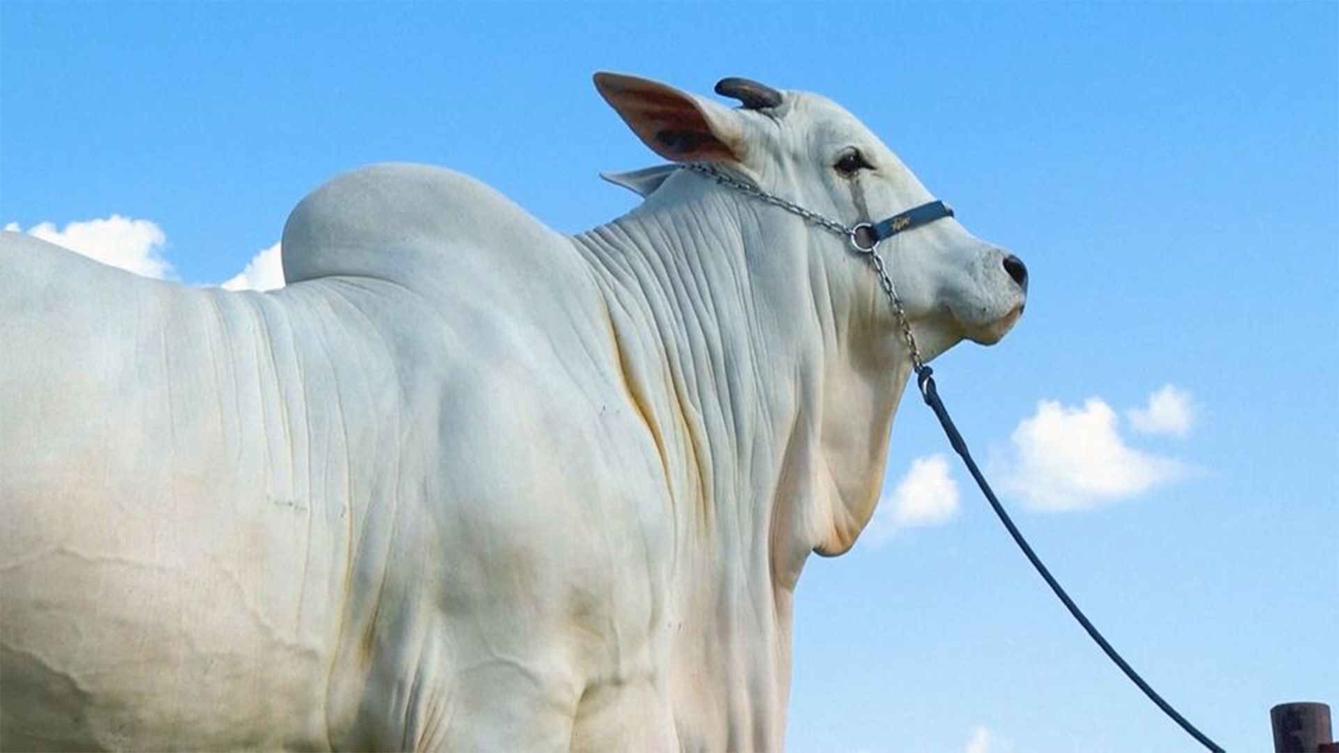 Viatina ist die teuerste Kuh der Welt.