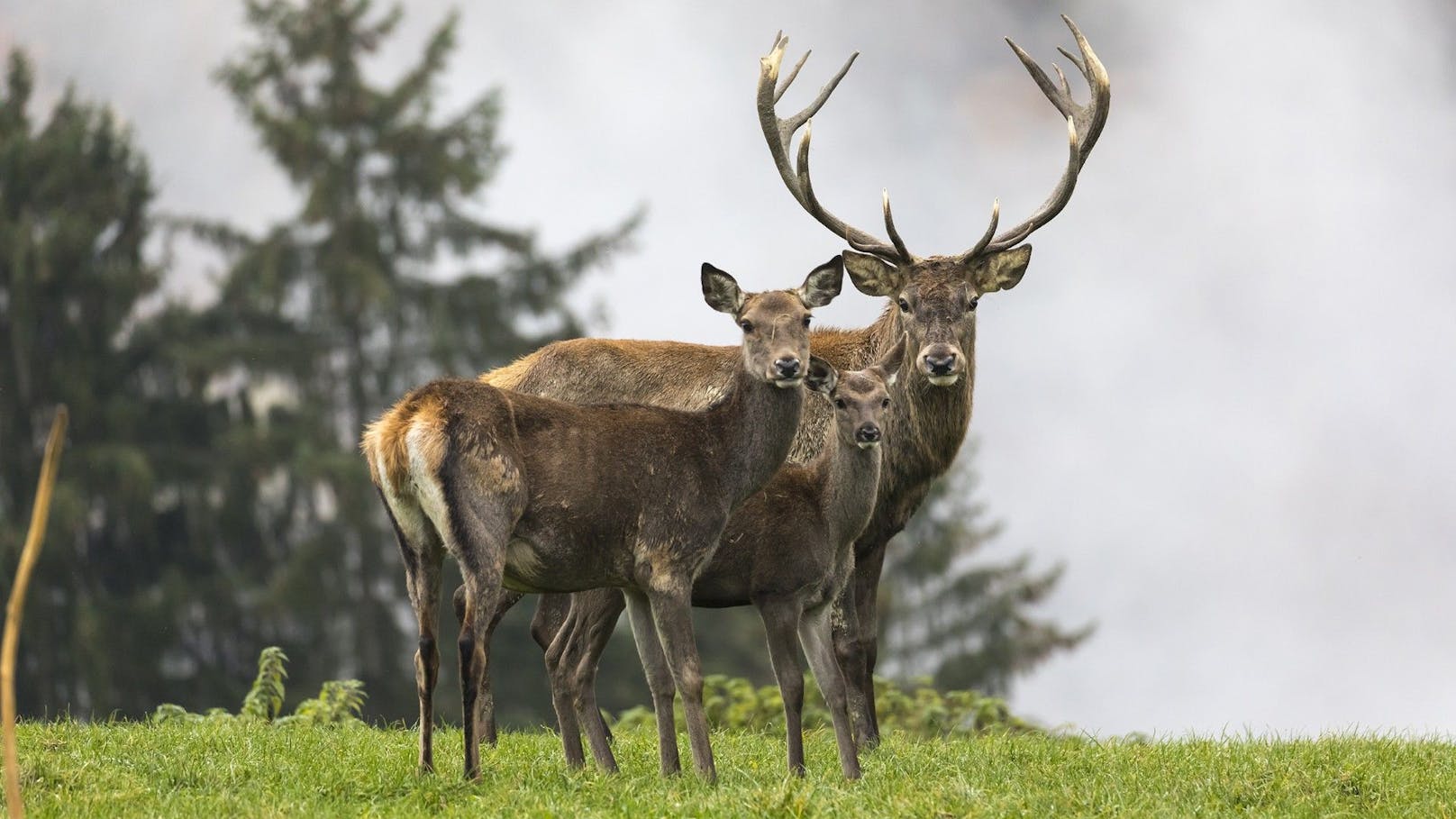 Tierpark Altenfelden (Oberösterreich)