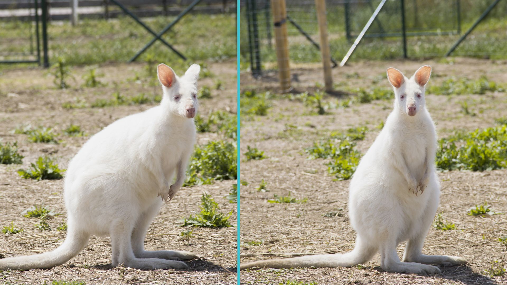 Sowohl ein Weibchen, als auch ein Männchen sind in der neuen 