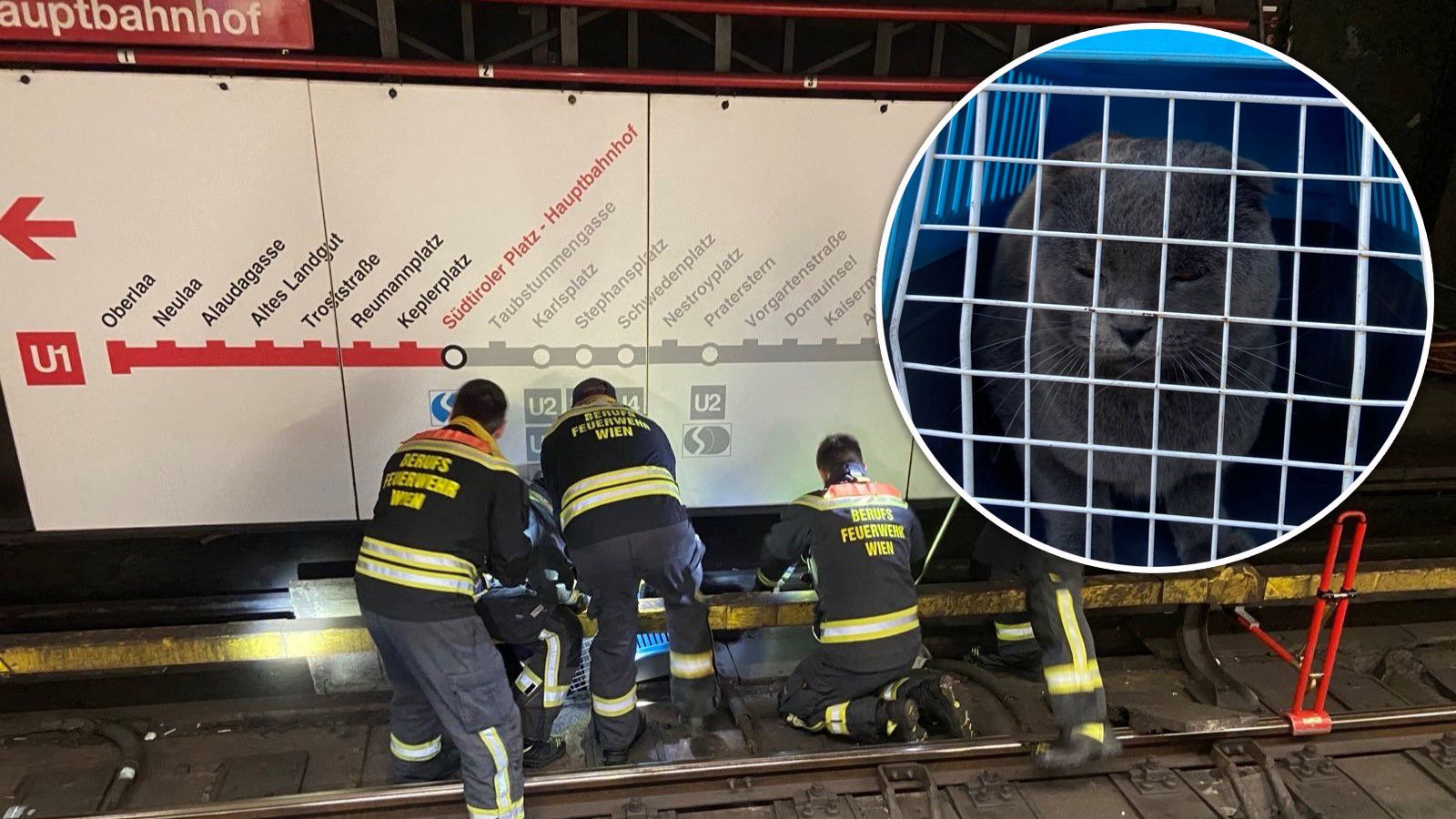 Glück im Unglück hatte diese entlaufene Katze.