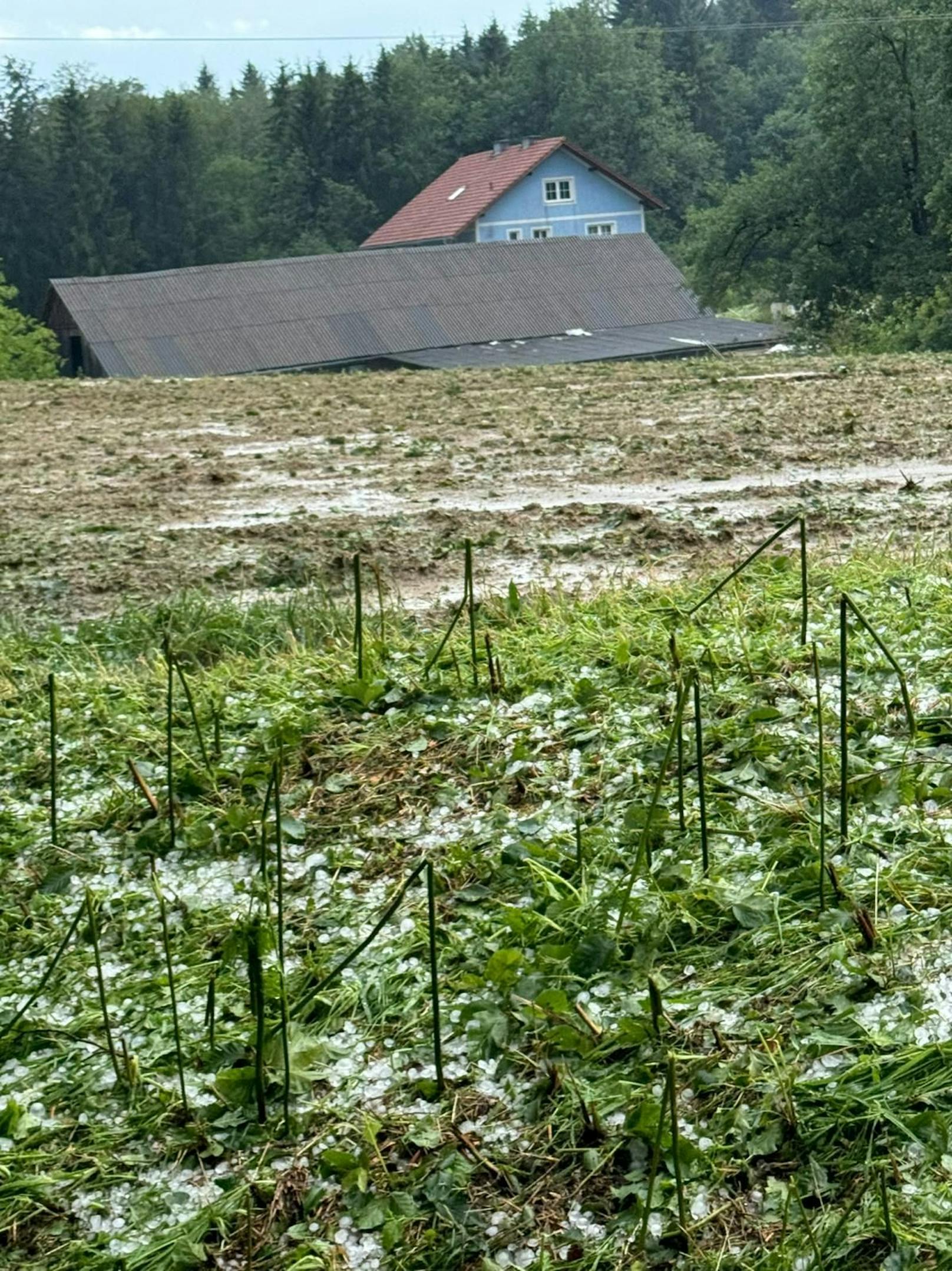 Hagel-Unwetter zogen am 7. Juni 2024 eine Schneise der Verwüstung durch die Weststeiermark.