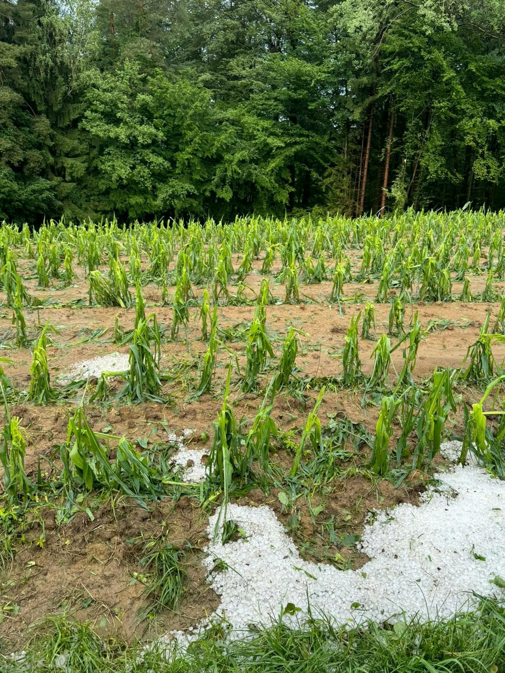 Hagel-Unwetter zogen am 7. Juni 2024 eine Schneise der Verwüstung durch die Weststeiermark.