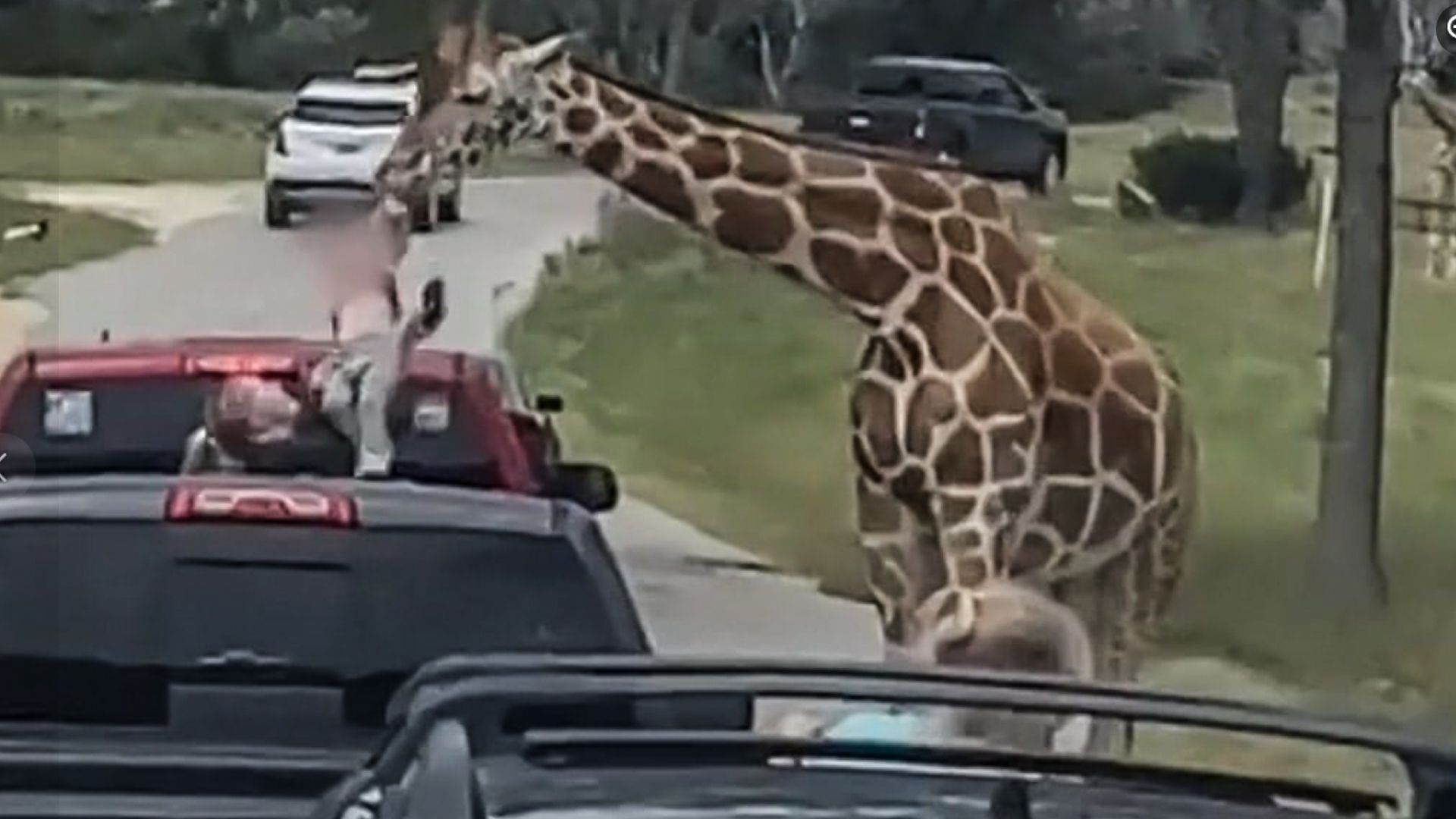 Die Giraffe schnappte sich unabsichtlich die zweijährige Tochter aus dem Auto.